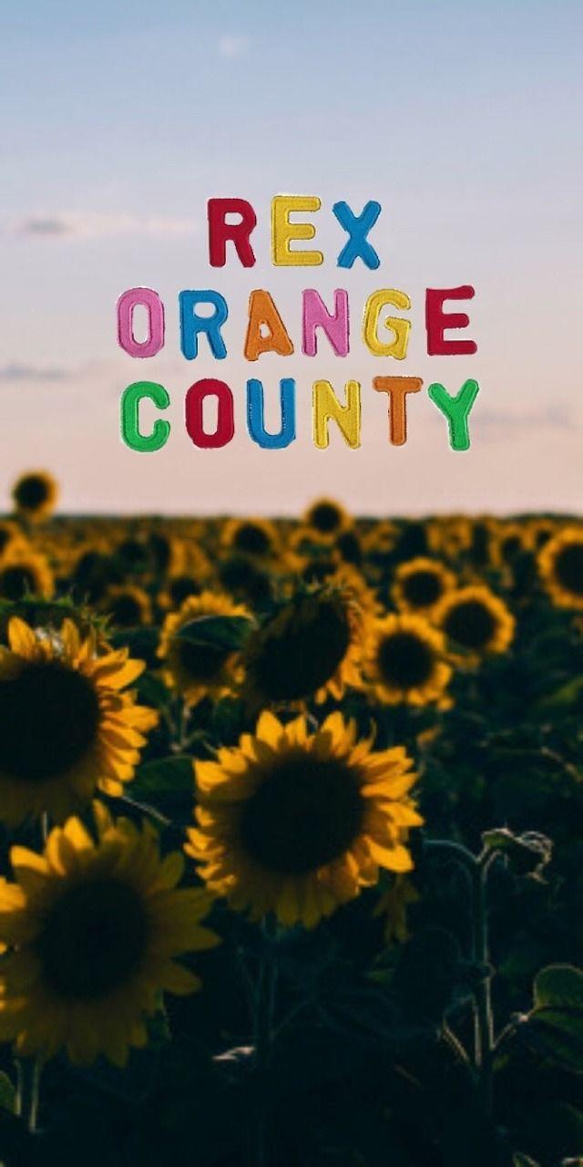 Rex Orange County Wallpapers Top Free Rex Orange County Backgrounds Wallpaperaccess
