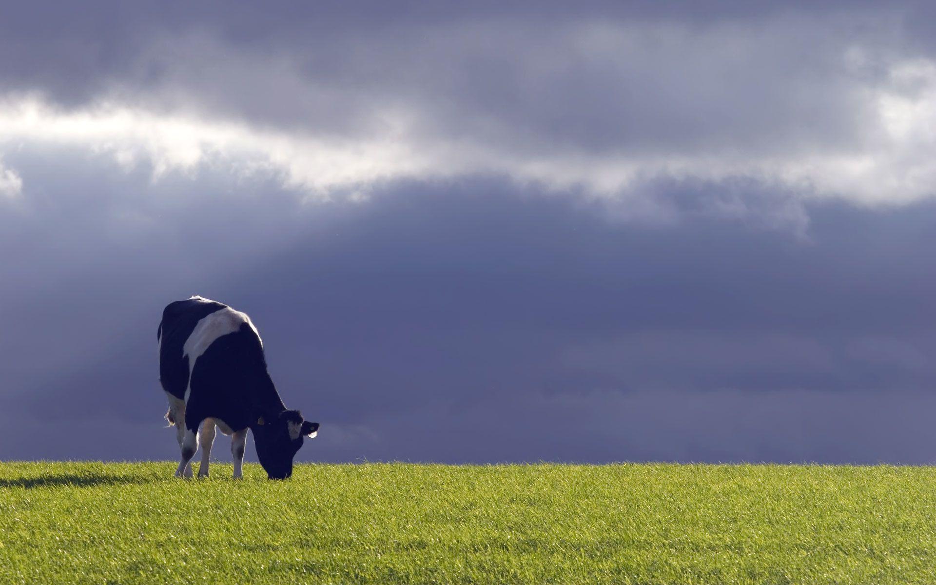 1920x1200 Cow Wallpaper