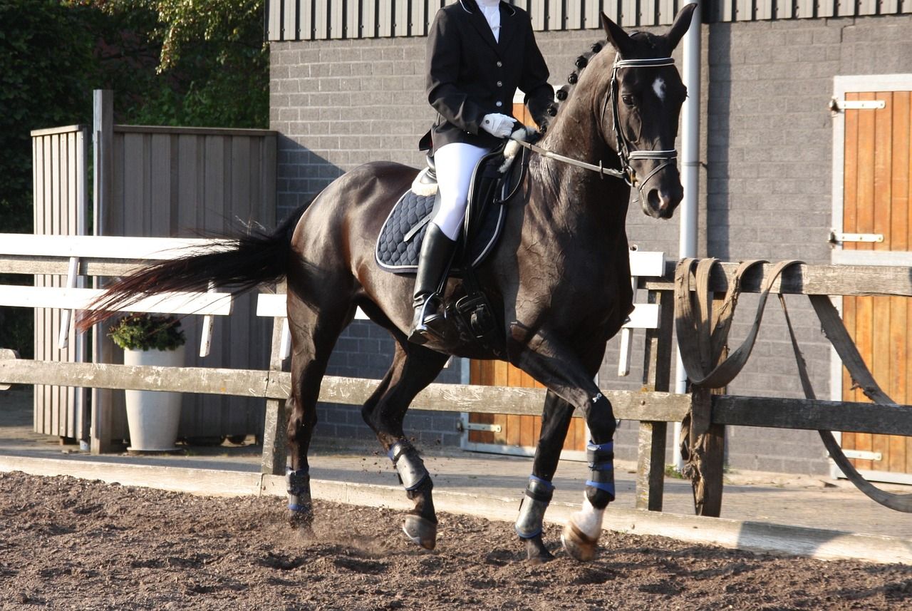 1280x857 Free Dressage Riding & Dressage Image