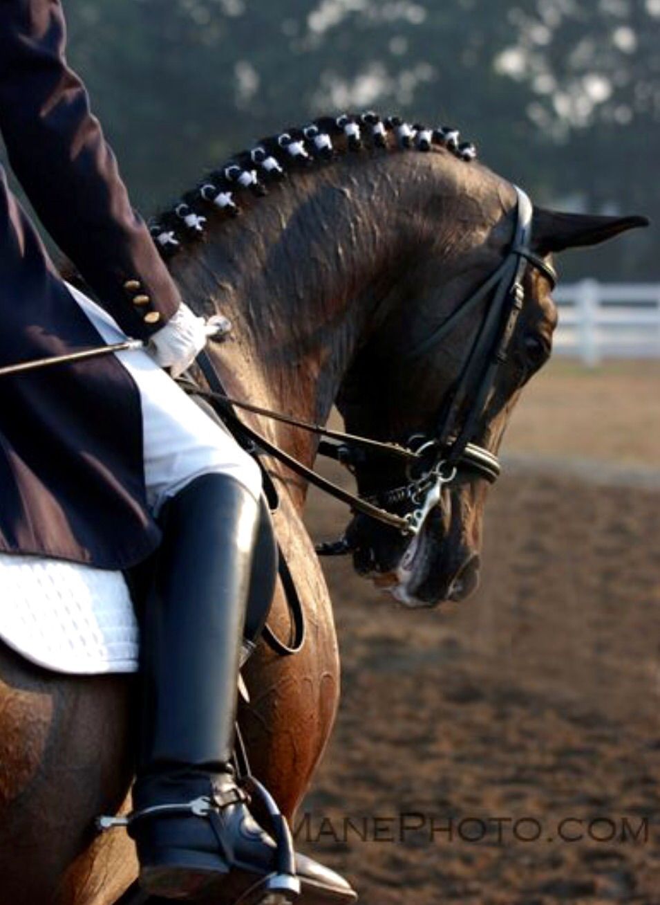 955x1308 Dressage horses, Dressage, Horse equestrian