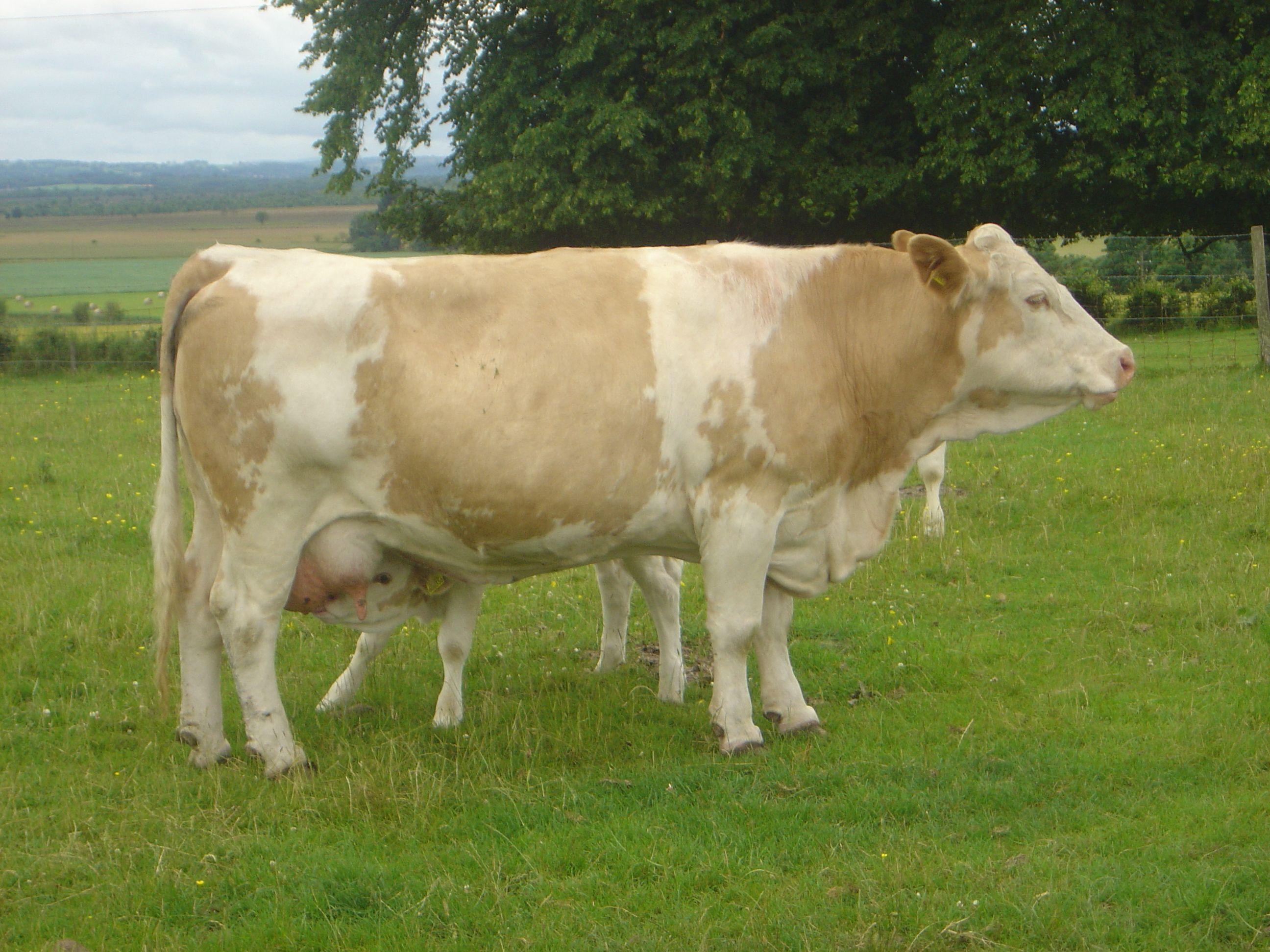 2592x1944 Cow with calf