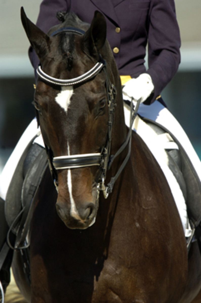 795x1200 Elastic Contact on Your Dressage