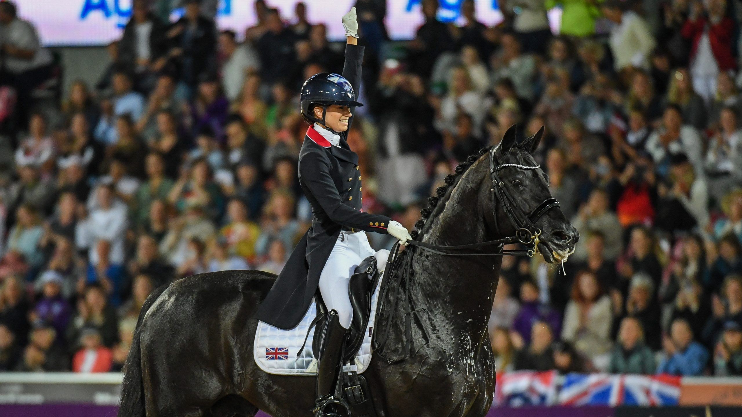 2560x1440 The best dressage horses in the world