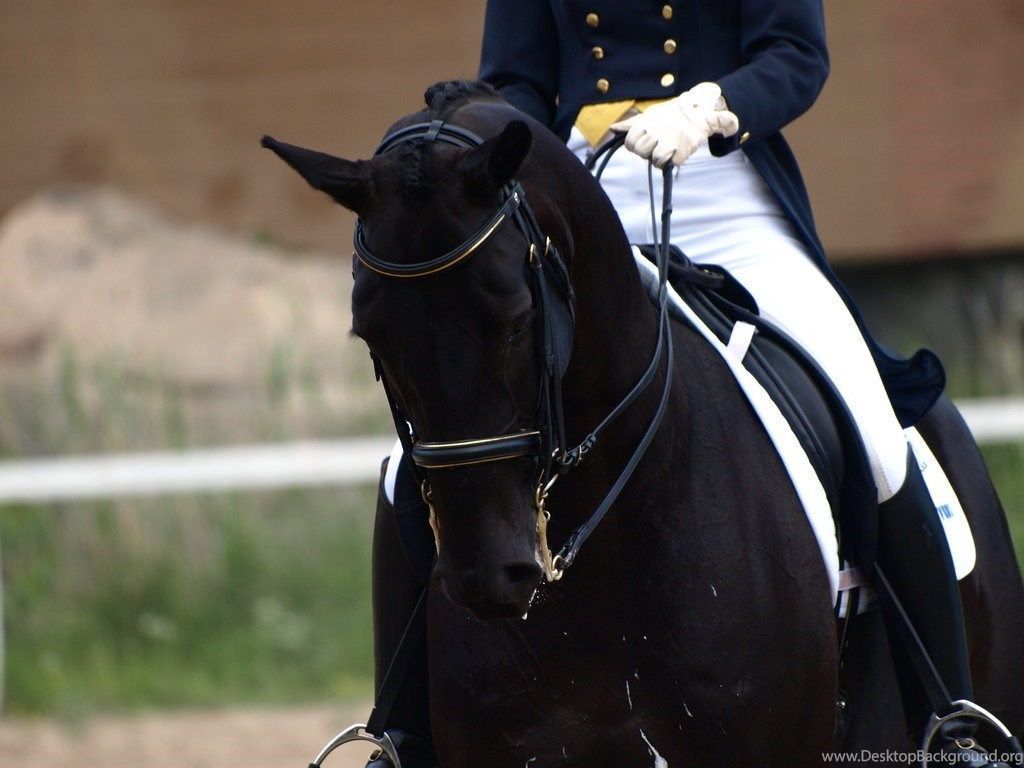 1024x768 Horse Dressage Wallpaper Image Desktop