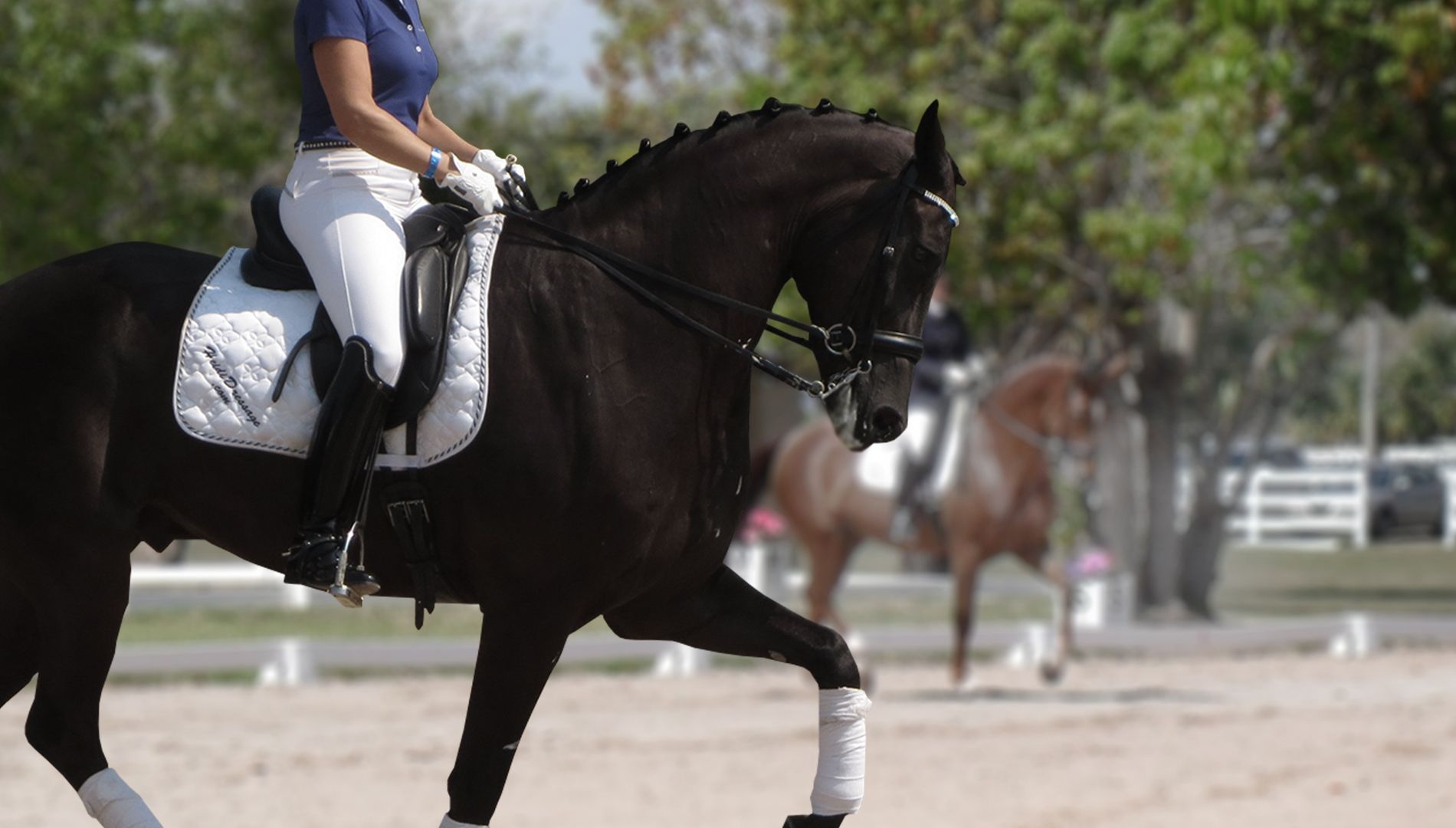 1900x1080 Heidi Dressage. International Dressage