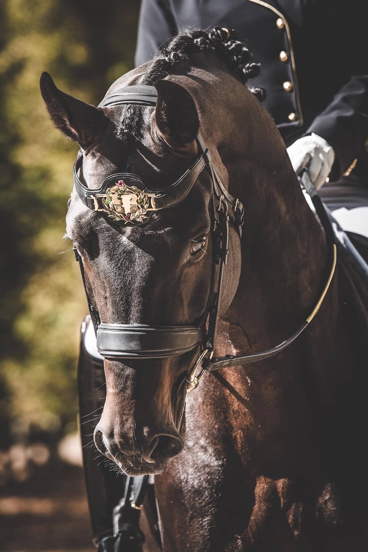 1280x1920 Haras de Malleret, Dressage Horses