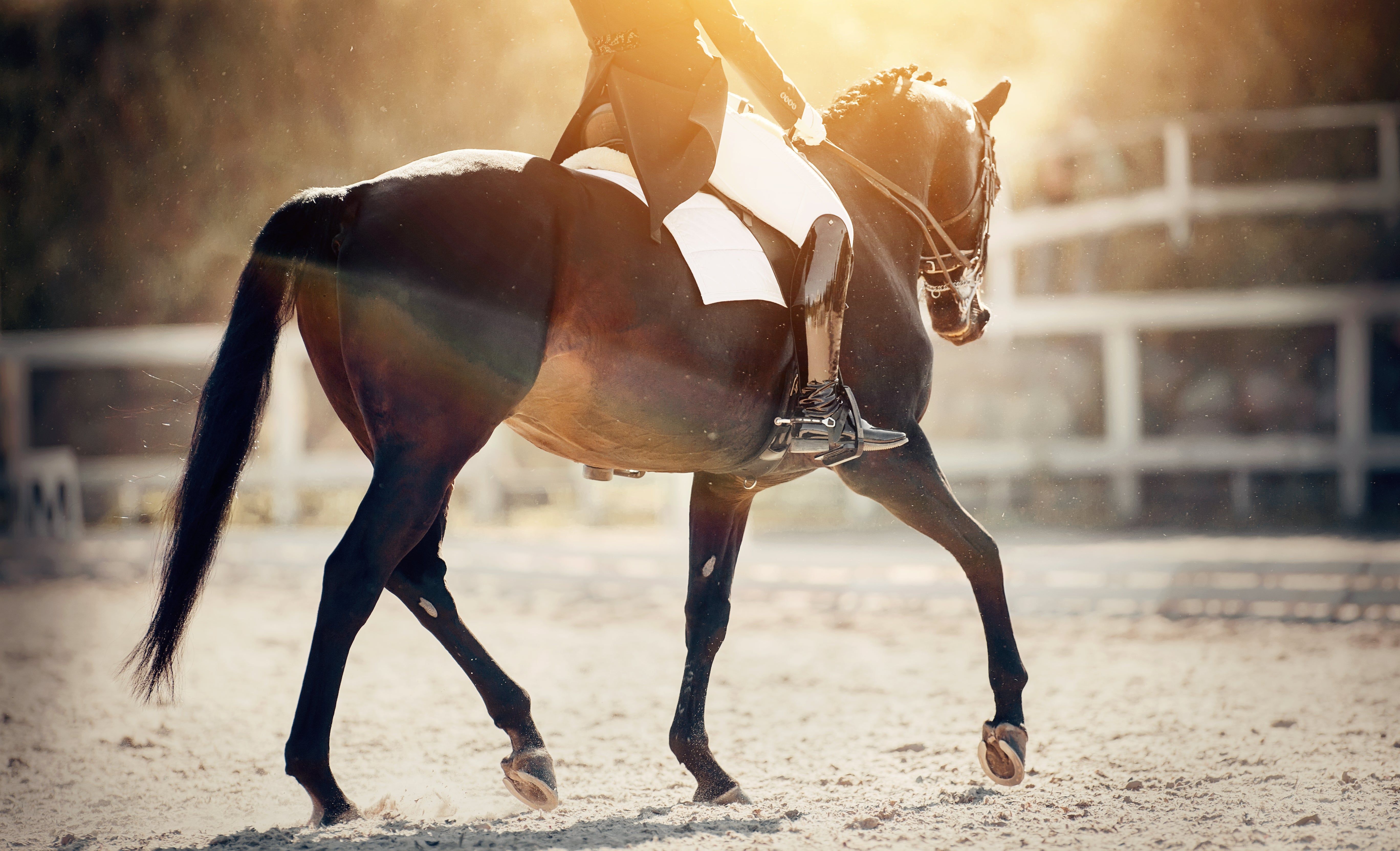 5472x3328 Dressage