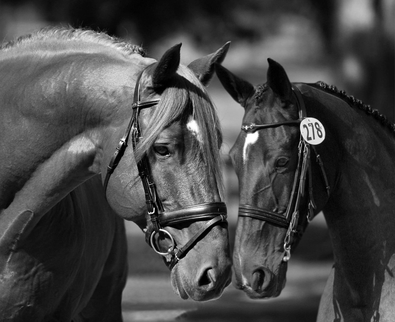 1382x1125 Dressage Training, Equestrian, Horses
