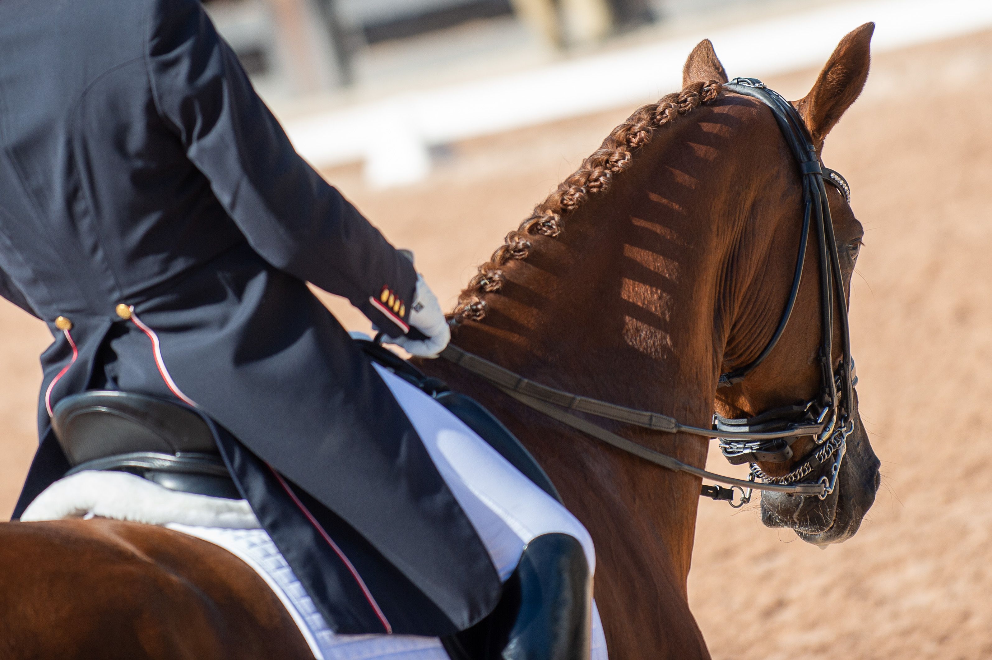 3190x2123 Dressage defined