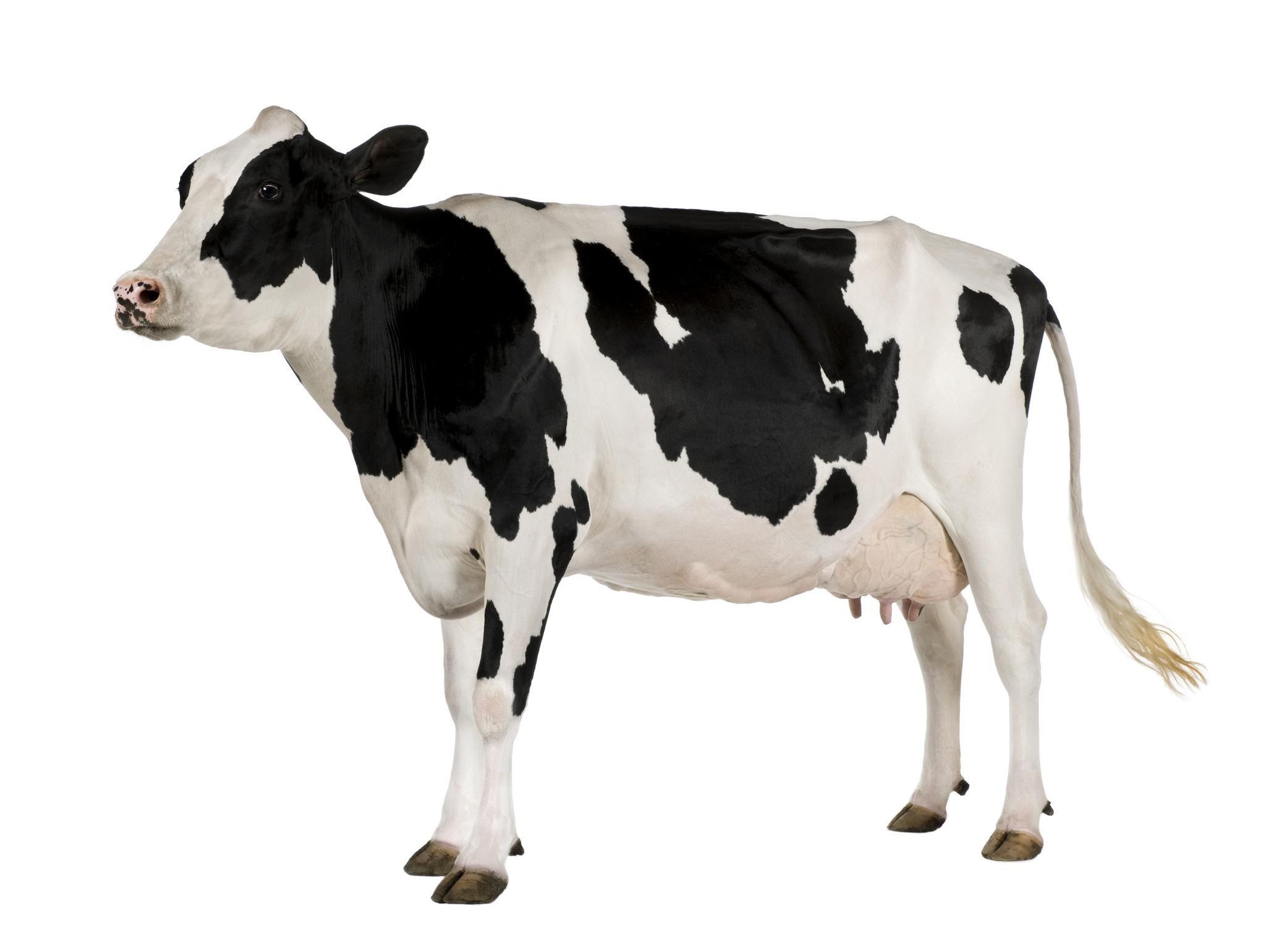 2048x1540 Animal Cow wallpaper (Desktop, Phone, Tablet) Desktop