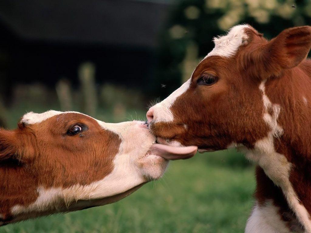 1024x768 Cattle Wallpaper Animal Spot