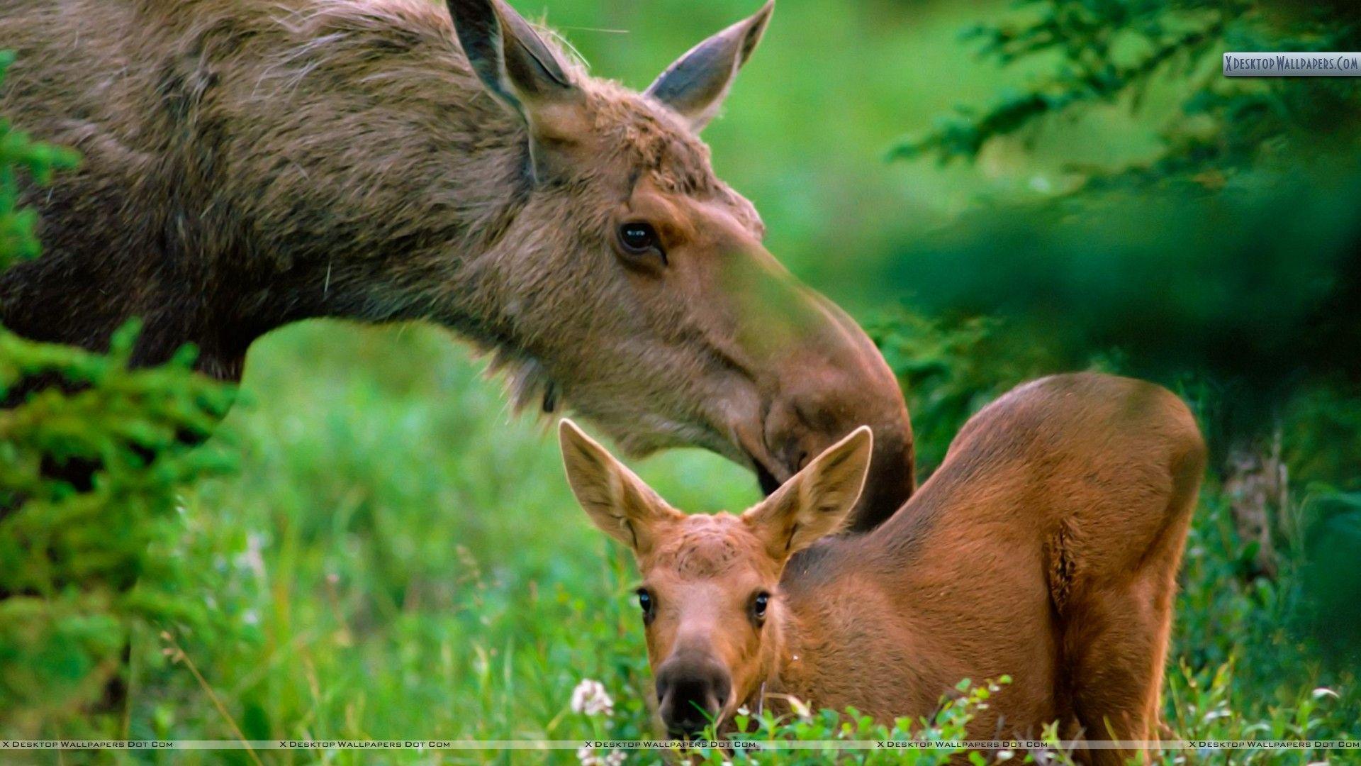 1920x1080 Mother Moose with Calf, Boreal Forest Wallpaper