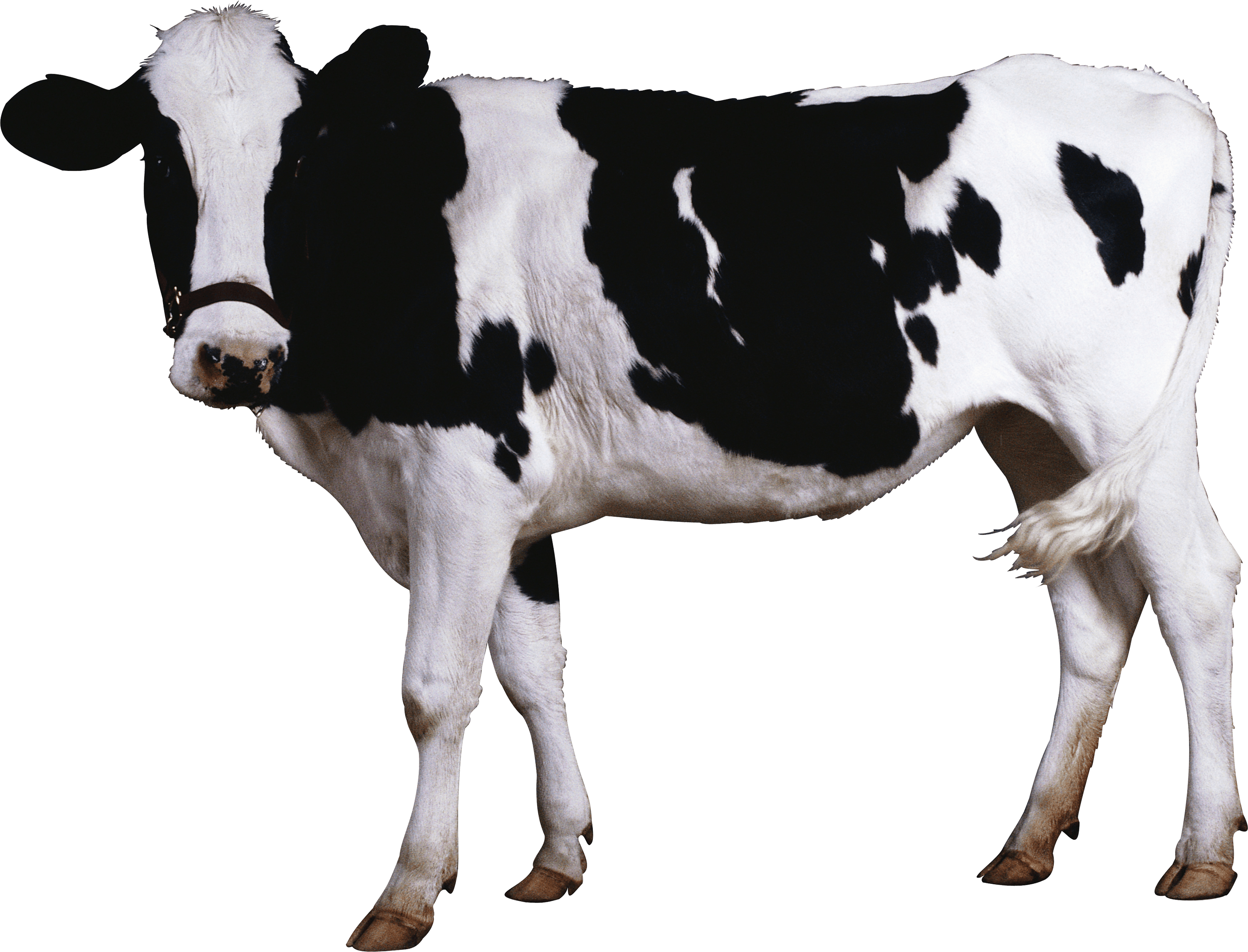 3000x2289 Animal Cow wallpaper (Desktop, Phone, Tablet) Desktop