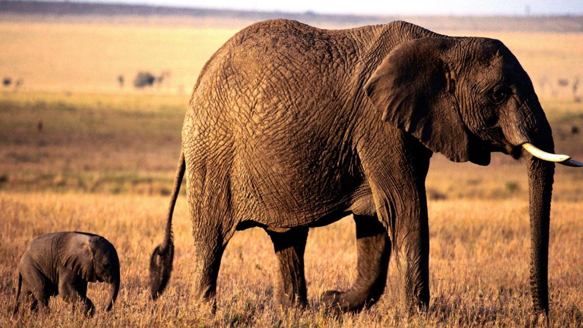 1920x1080 Mother elephant and her calf