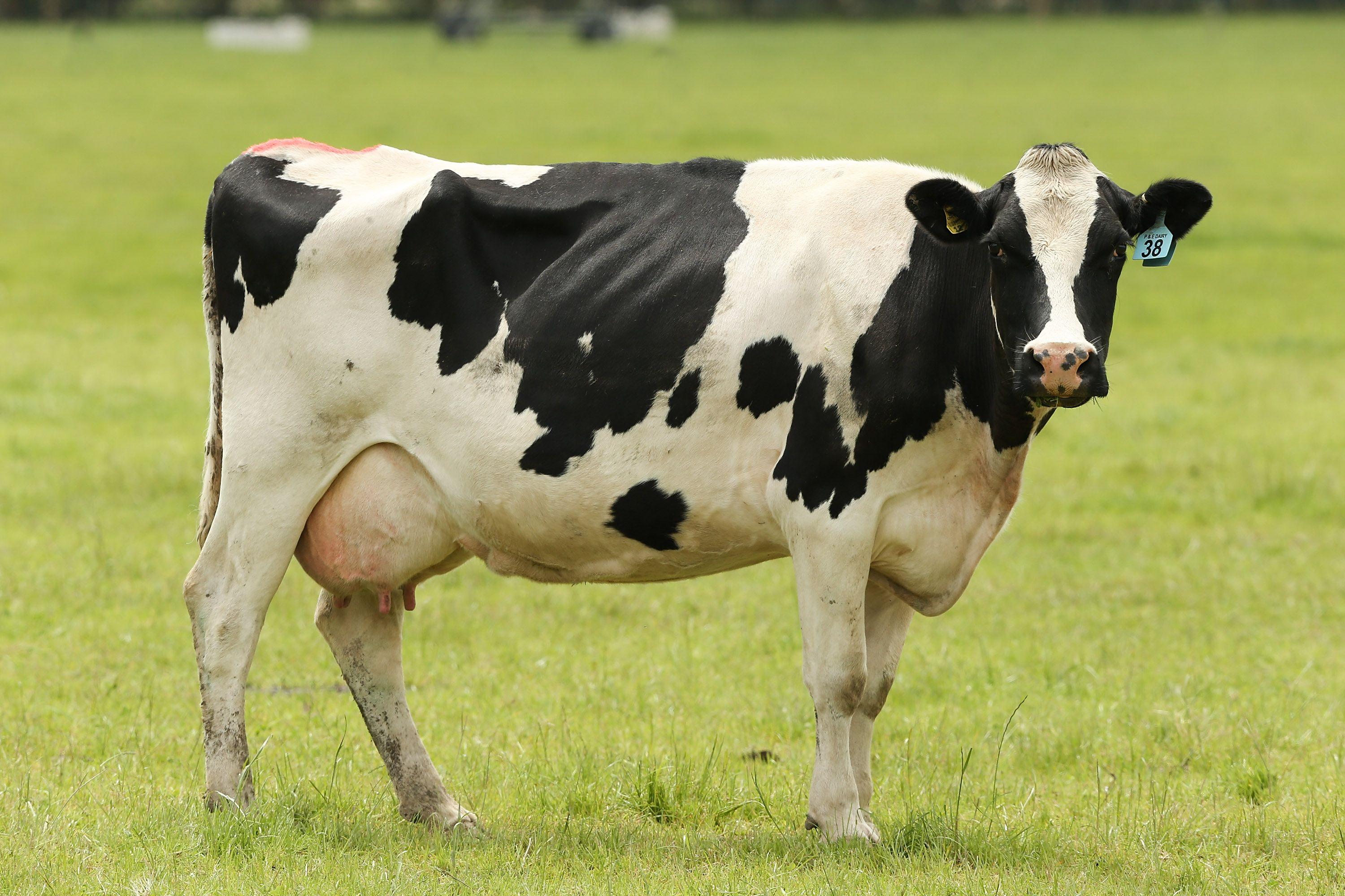 3000x2000 Animal Cow wallpaper (Desktop, Phone, Tablet) Desktop