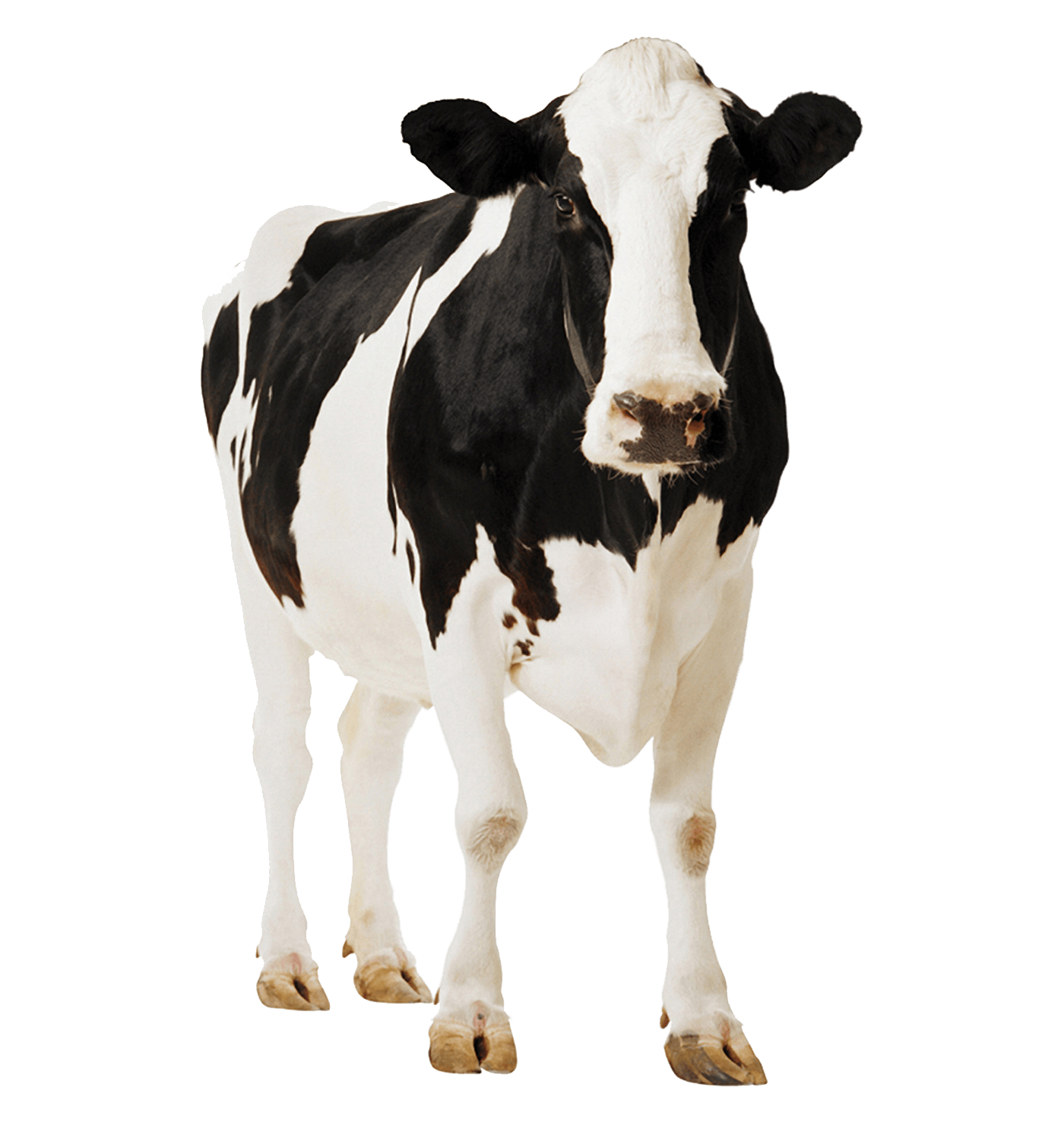 1400x1494 Animal Cow wallpaper (Desktop, Phone, Tablet) Desktop