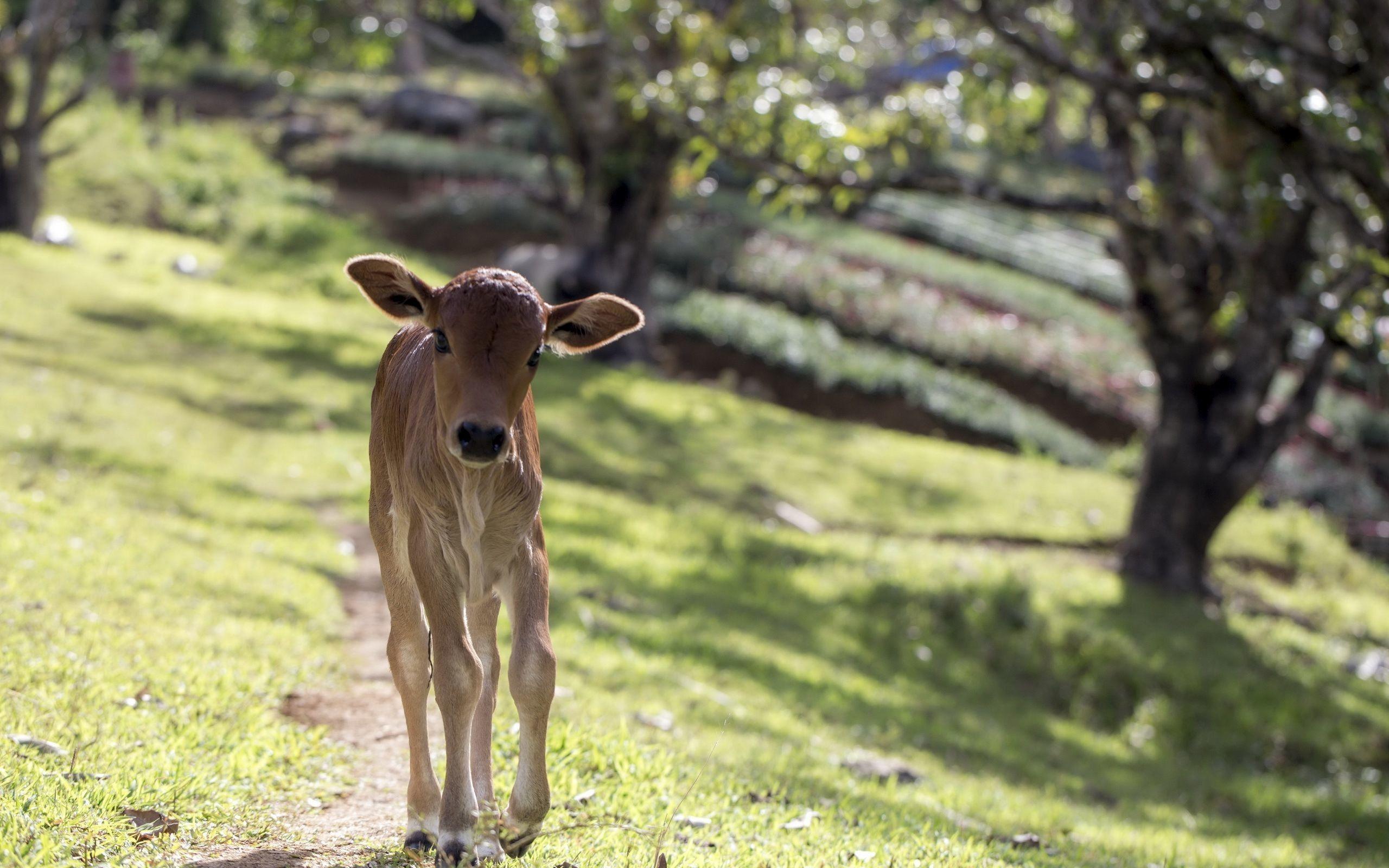 2560x1600 Animals Calf Field Cow Full HD Wallpaper Animals for HD 16:9 High
