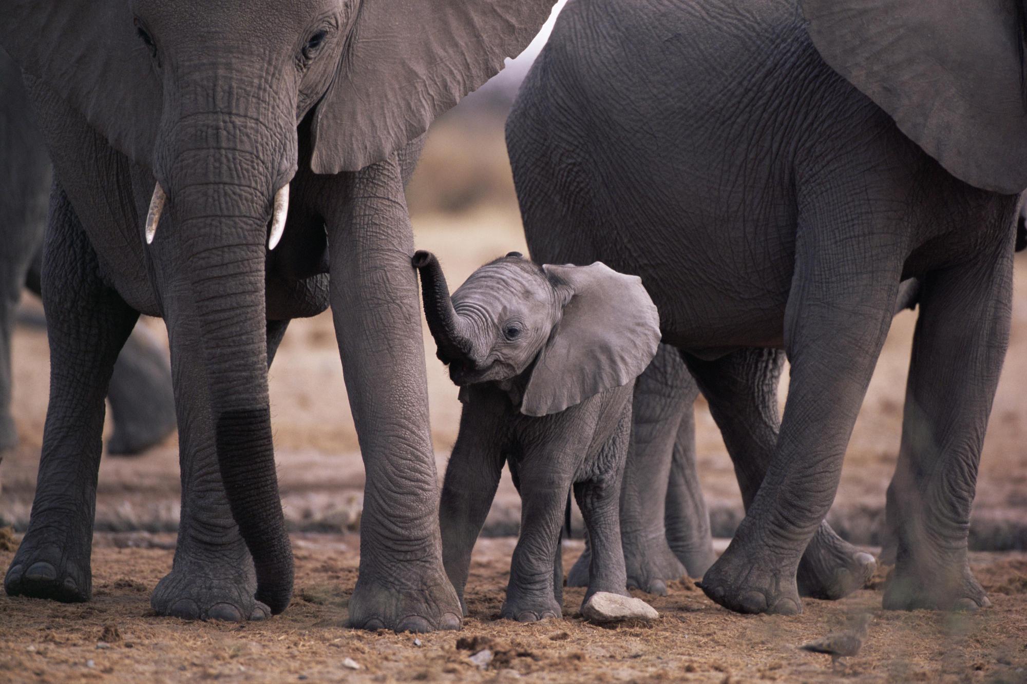 2000x1333 African Elephant Calf With Herd HD desktop wallpaper : Widescreen