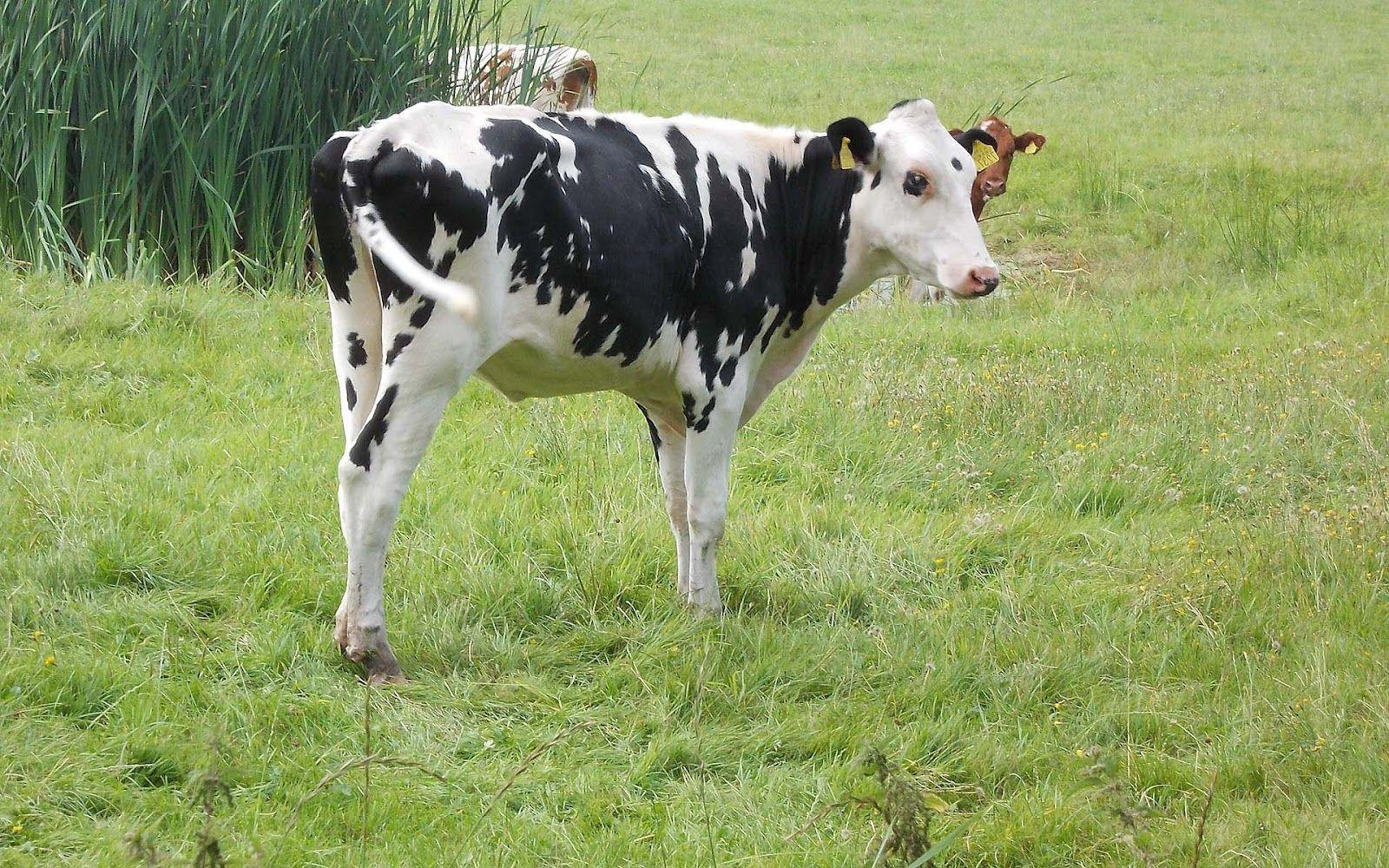 1600x1000 Indian Animals Cow Latest New HD Image Photo