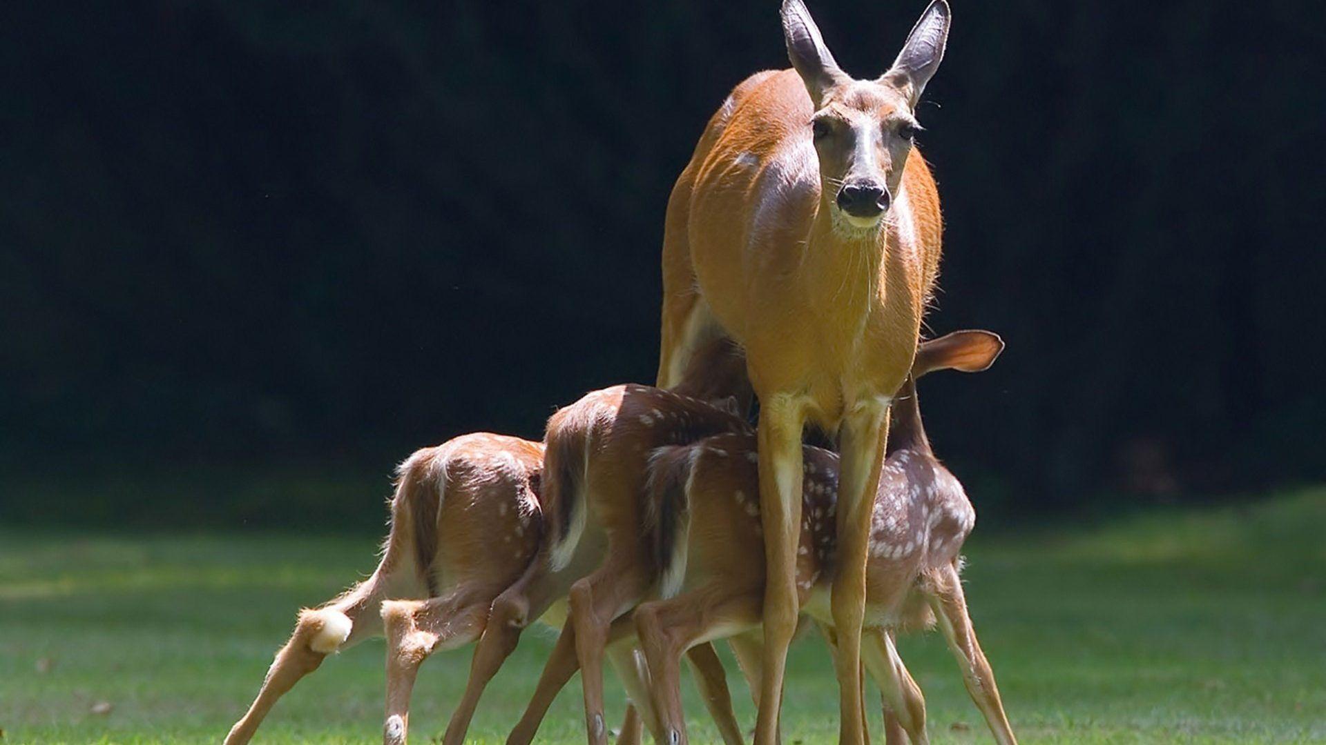 1920x1080 Calves Tag wallpaper: Calves Deer Baby Cutest Animal Picture Ever