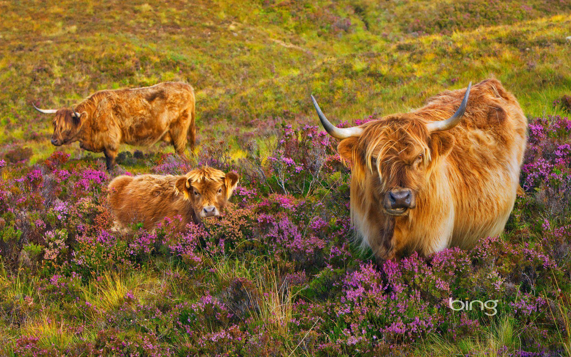 1920x1200 cow calf heather isle of skye scotland HD wallpaper