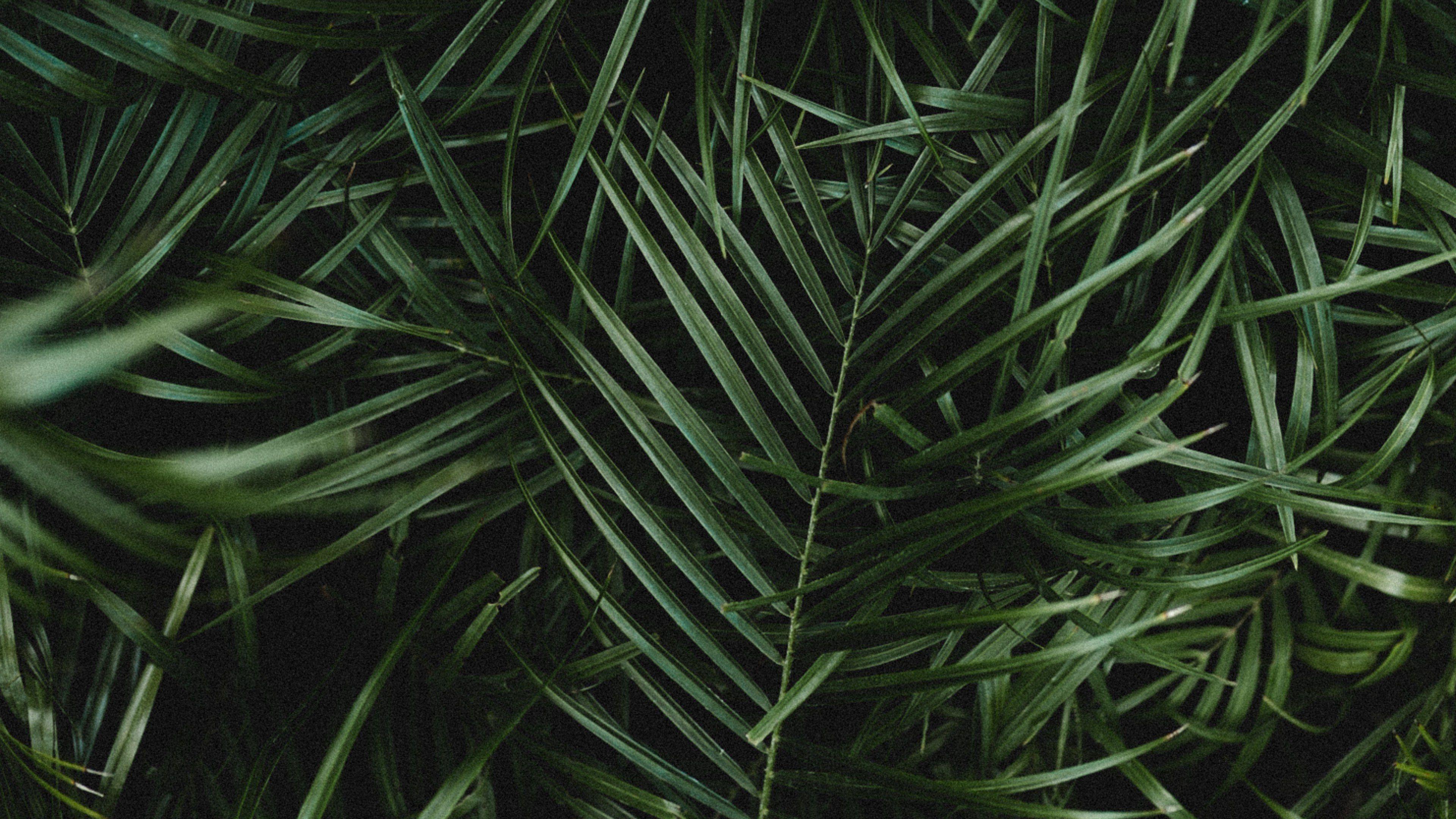 3840x2160 Palm Leaves Wallpaper 43940