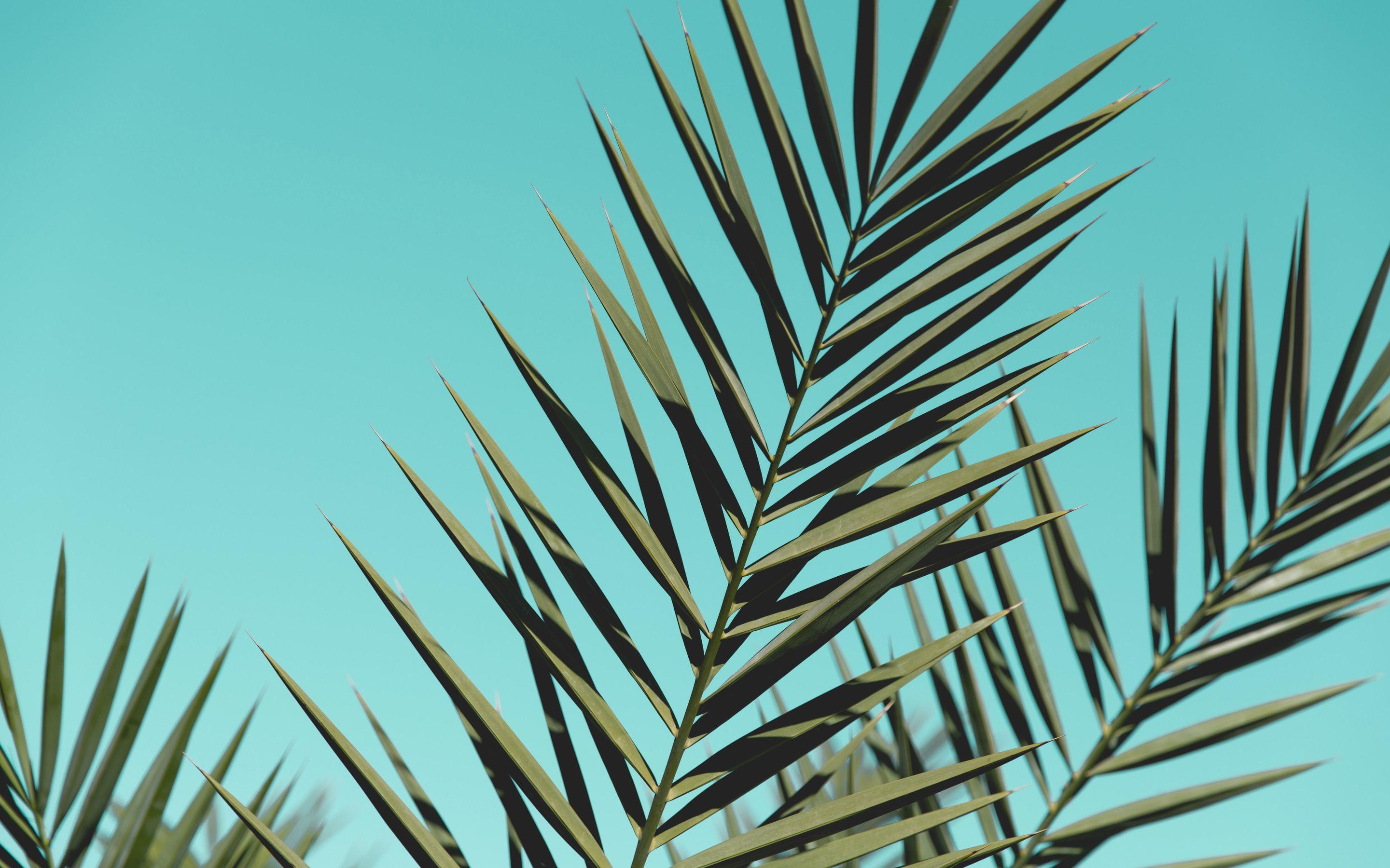 2880x1800 Palm Leaves Sunlight Day Green Leaves Macbook Pro