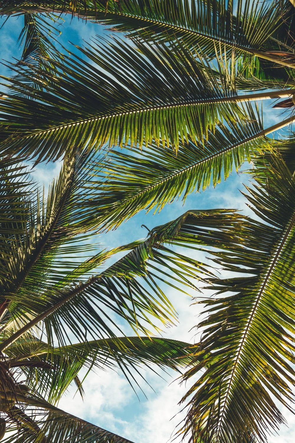 Aesthetic Palm Leaves Wallpapers Top Free Aesthetic Palm Leaves 