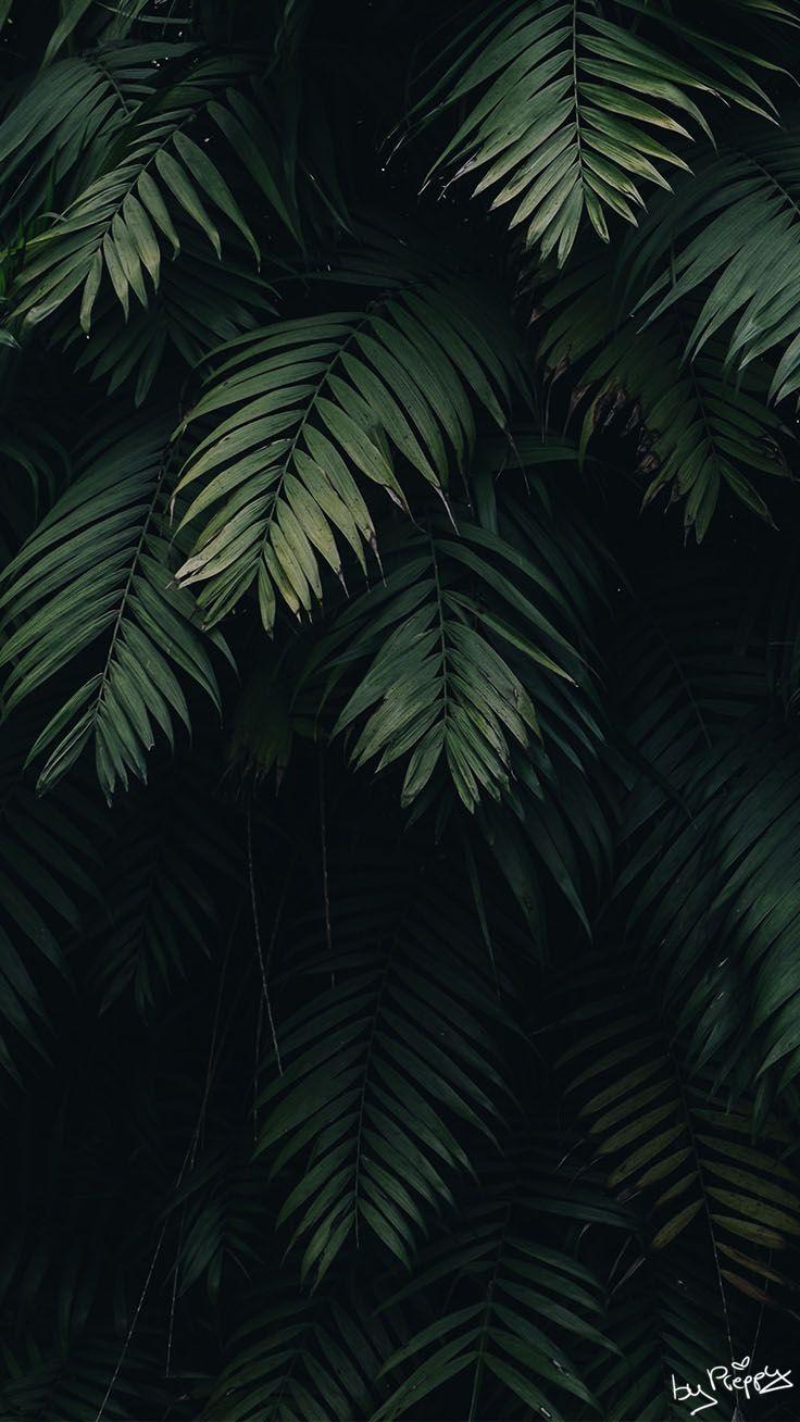 Hình nền iPhone X 736x1308 Tropical Jungle