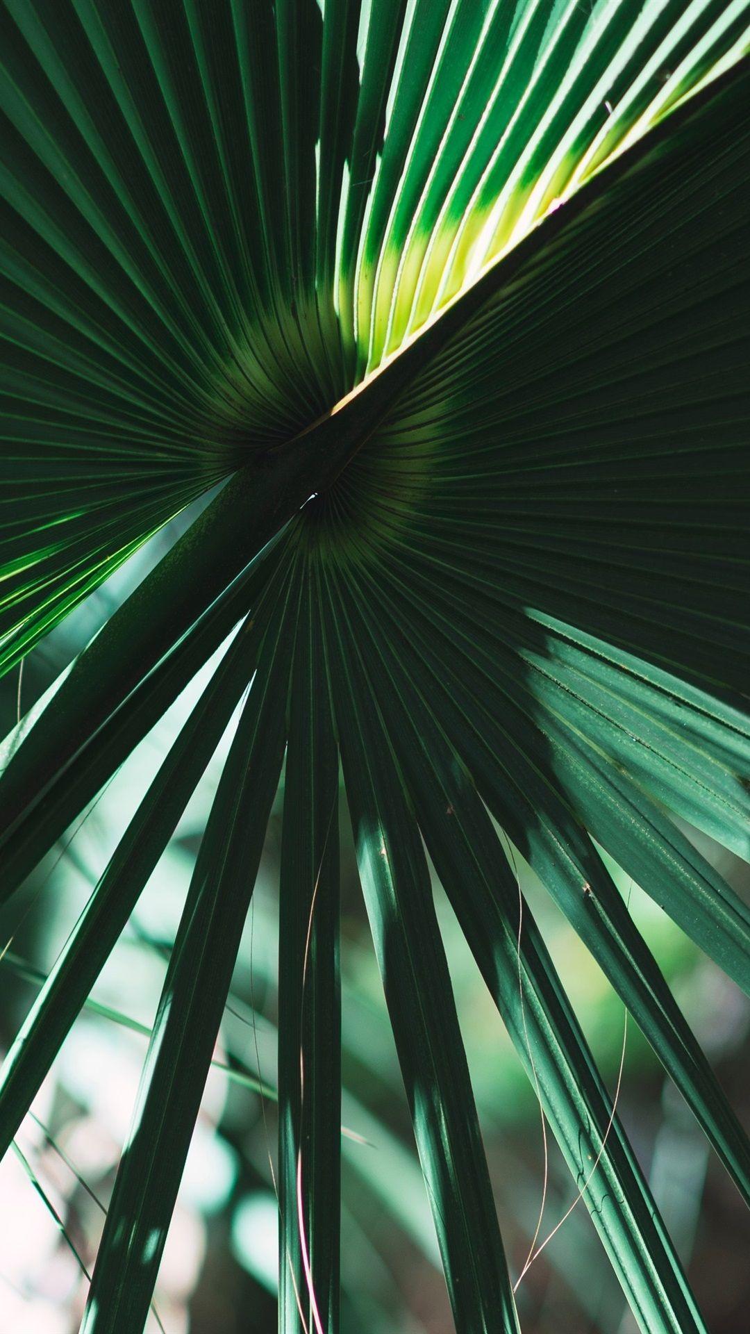 Palm Leaves iPhone Wallpapers - Top Free Palm Leaves iPhone Backgrounds