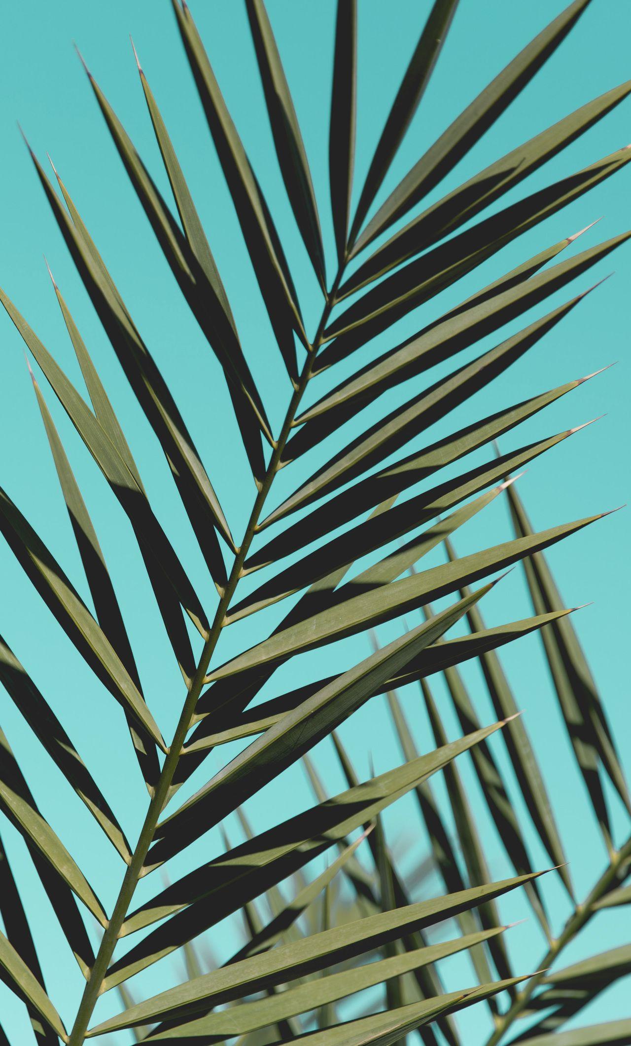 1280x2120 Palm Leaves Sunlight Day Green Leaves iPhone HD