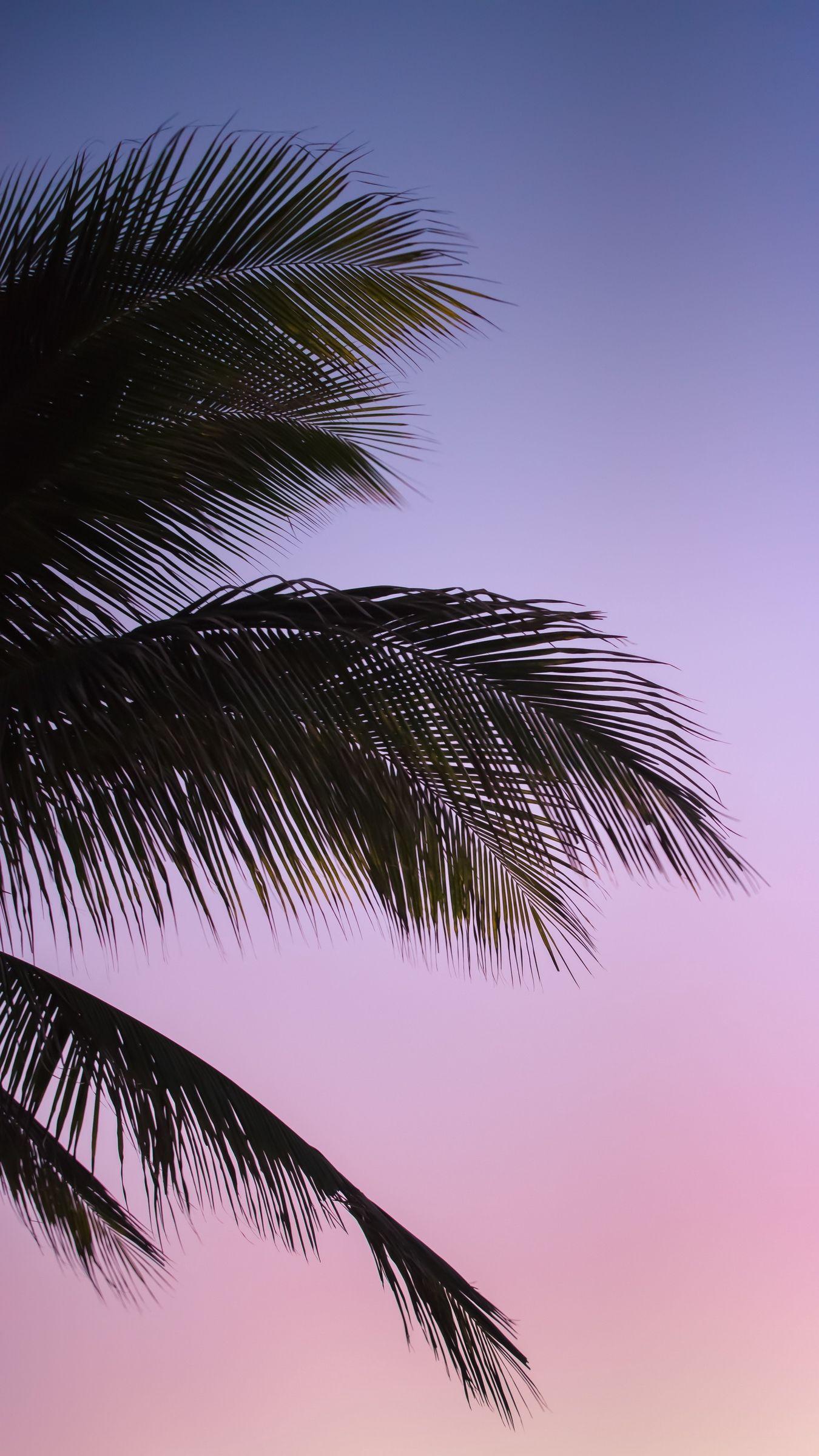 1350x2400 Download wallpaper 1350x2400 branch, palm, leaves, sky