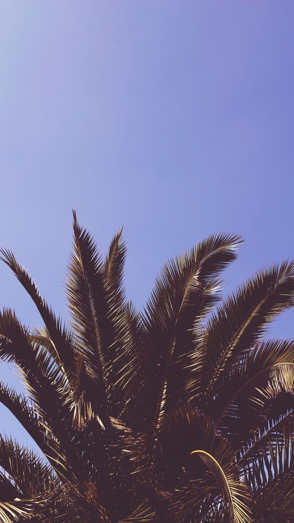 938x1668 Wallpaper Palm, Tree, Leaves Trees Free Wallpaper