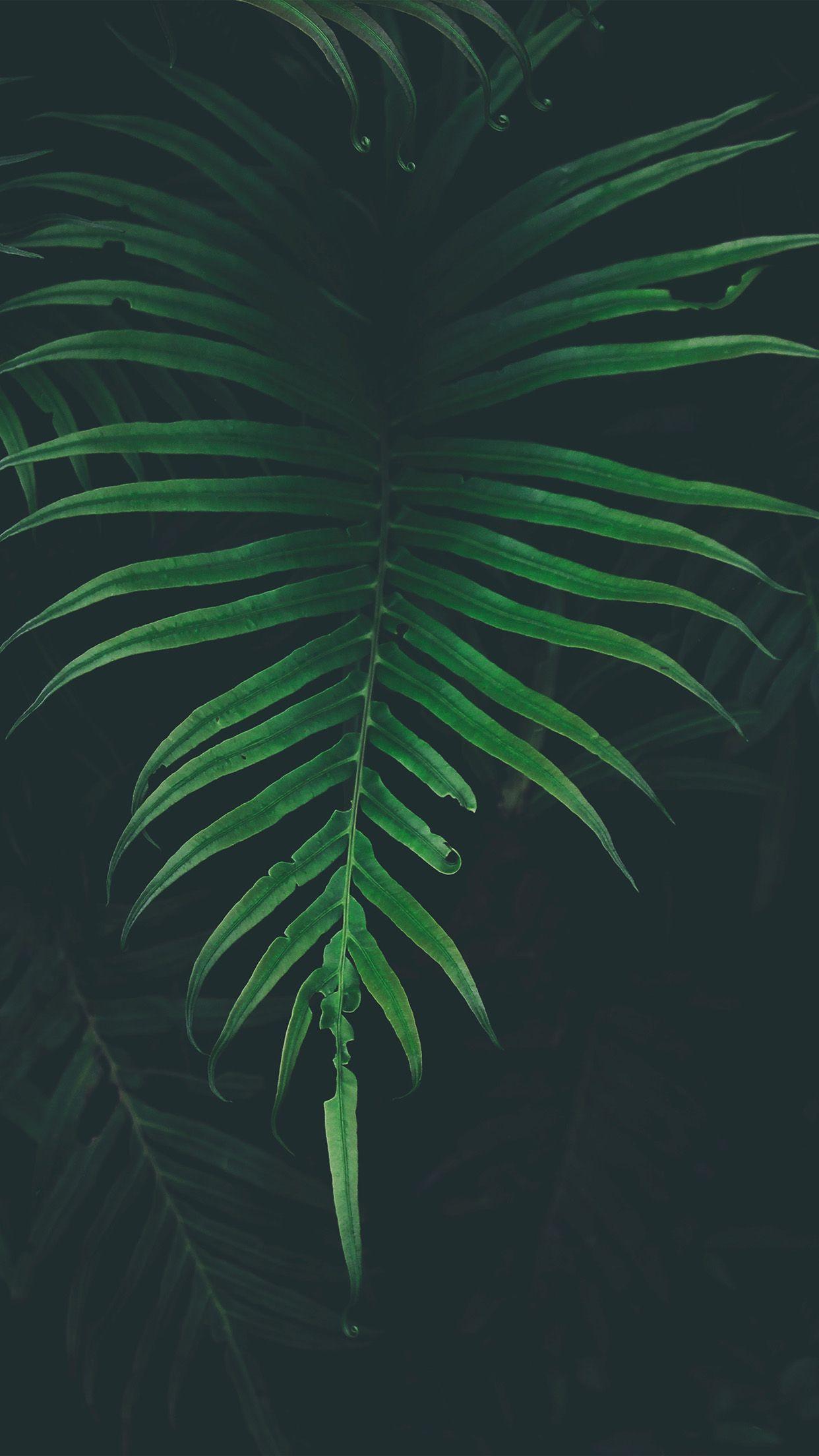 1242x2208 Leaf Tree Dark Nature Wallpaper