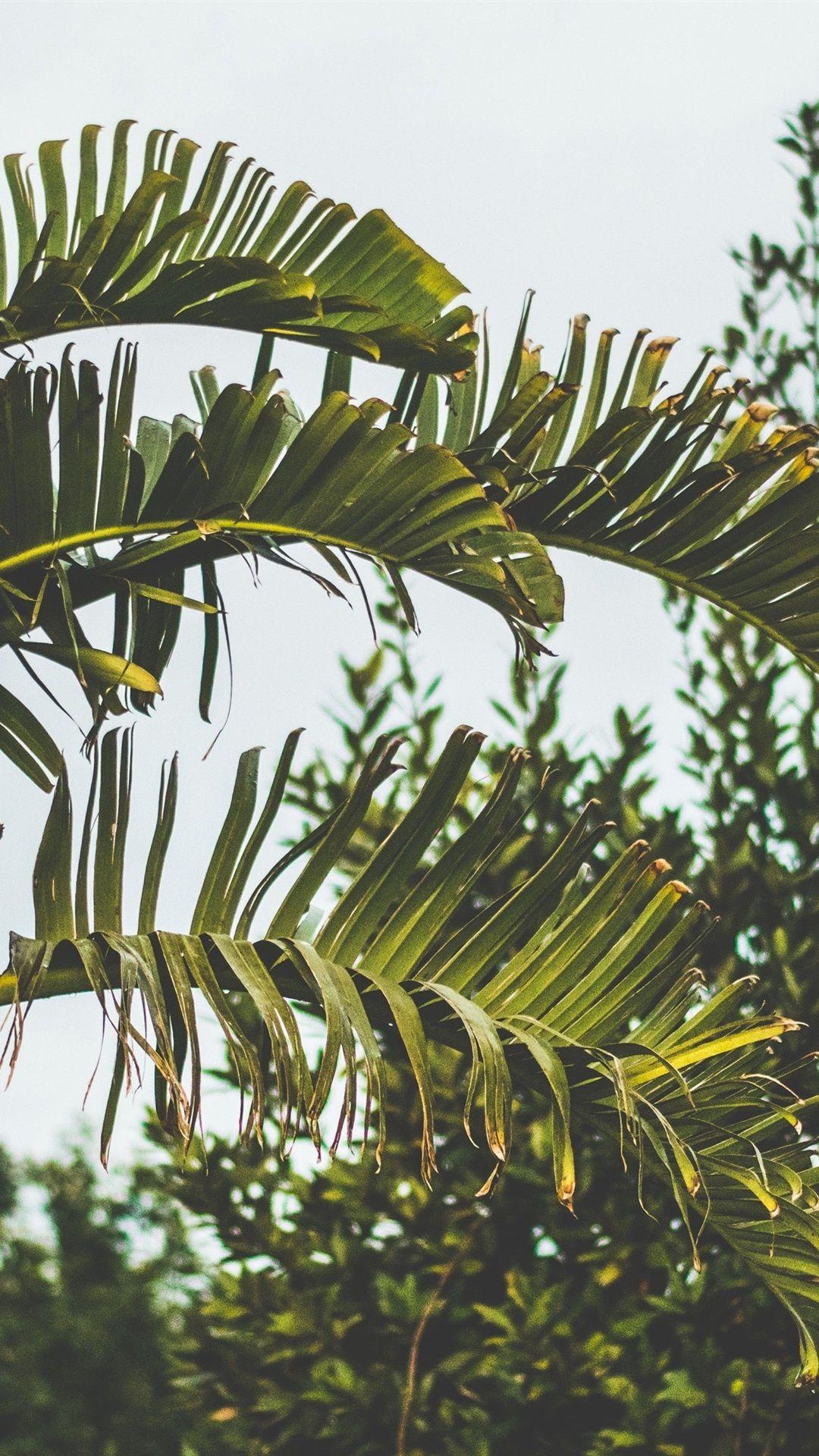 1080x1920 Palm Trees, Leaves 1080x1920 IPhone 8 7 6 6S Plus Wallpaper