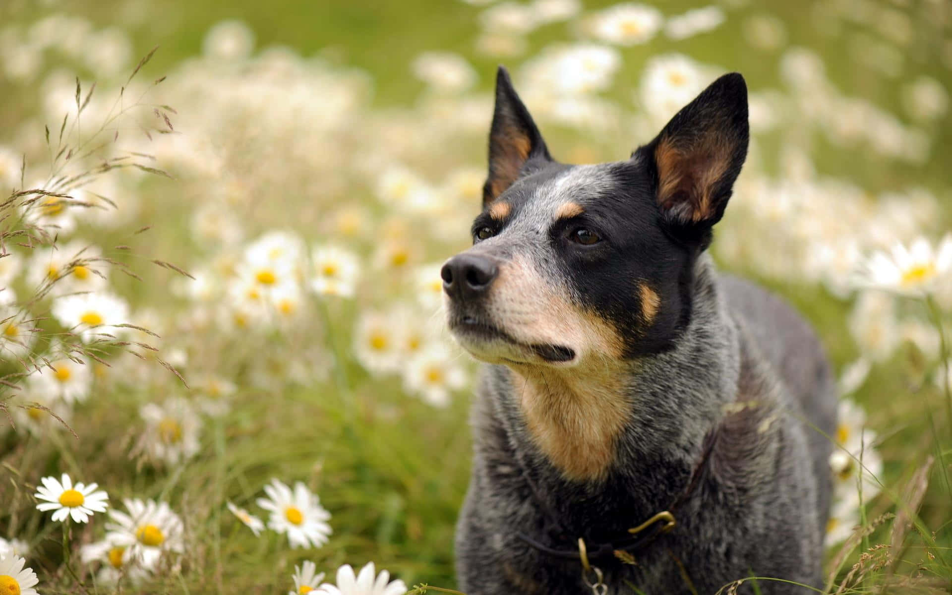 1920x1200 Download A Blue Heeler Dog Standing