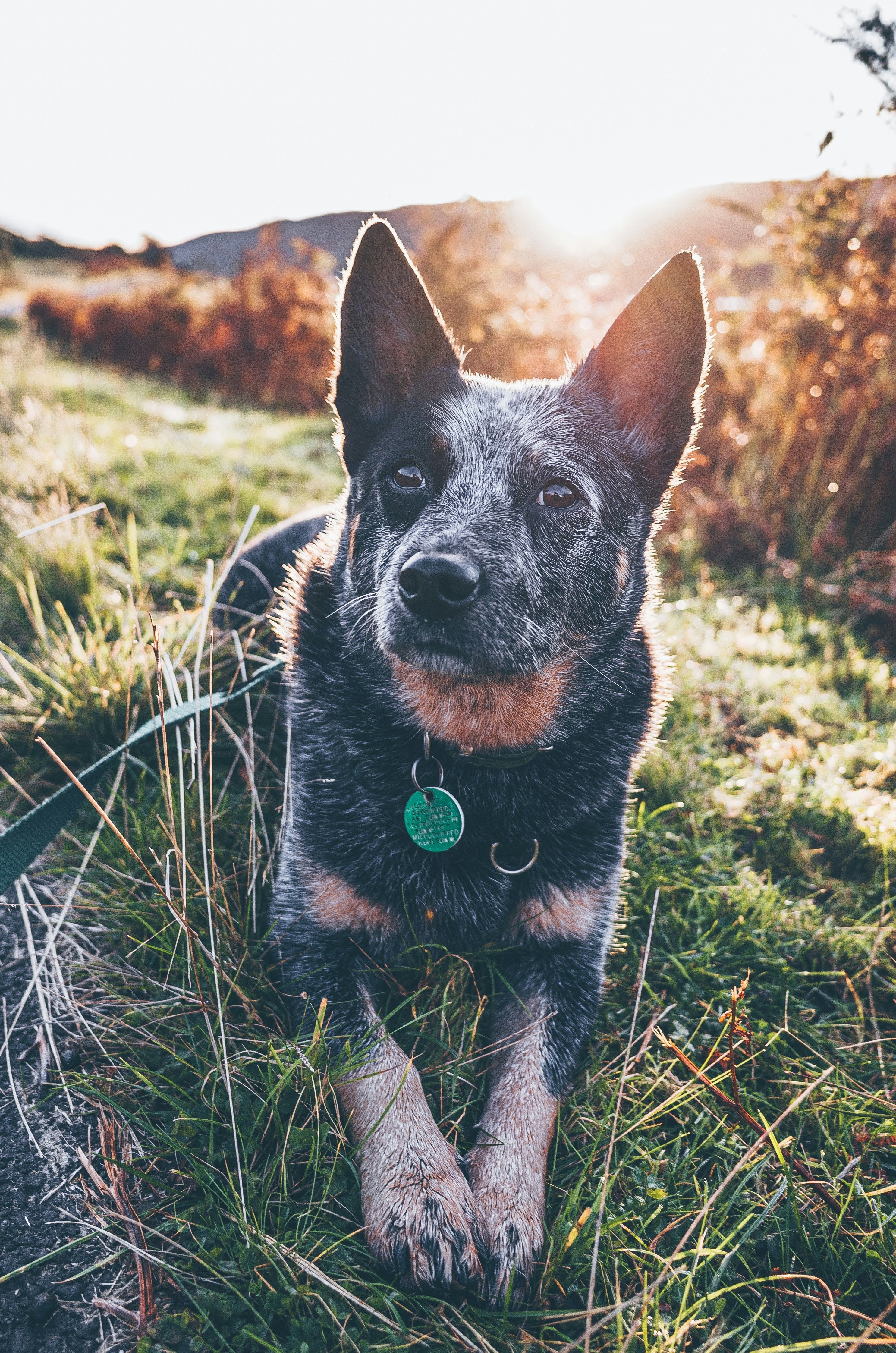 2973x4489 Australian Cattle Dog Breeds