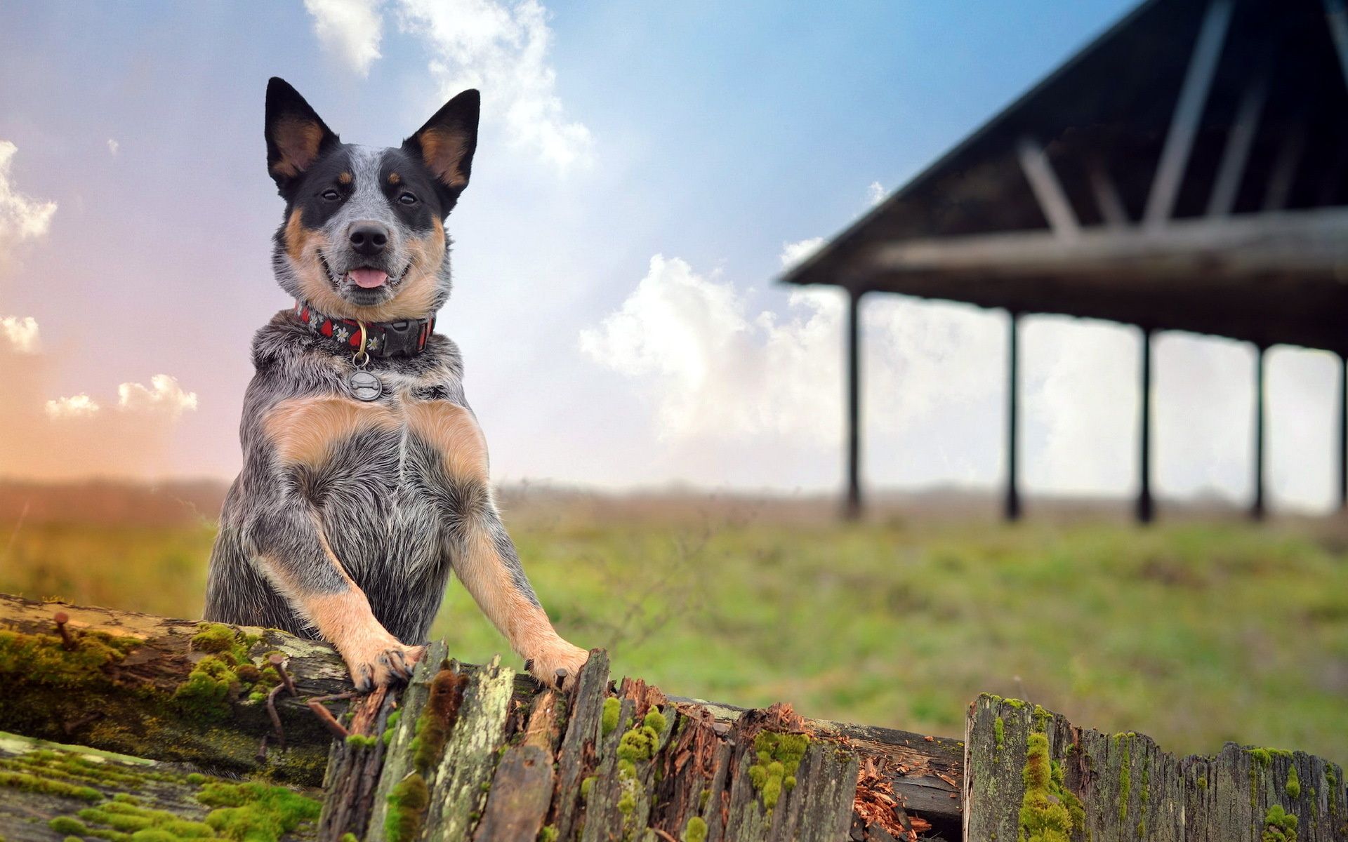 1920x1200 Blue Heeler Wallpaper