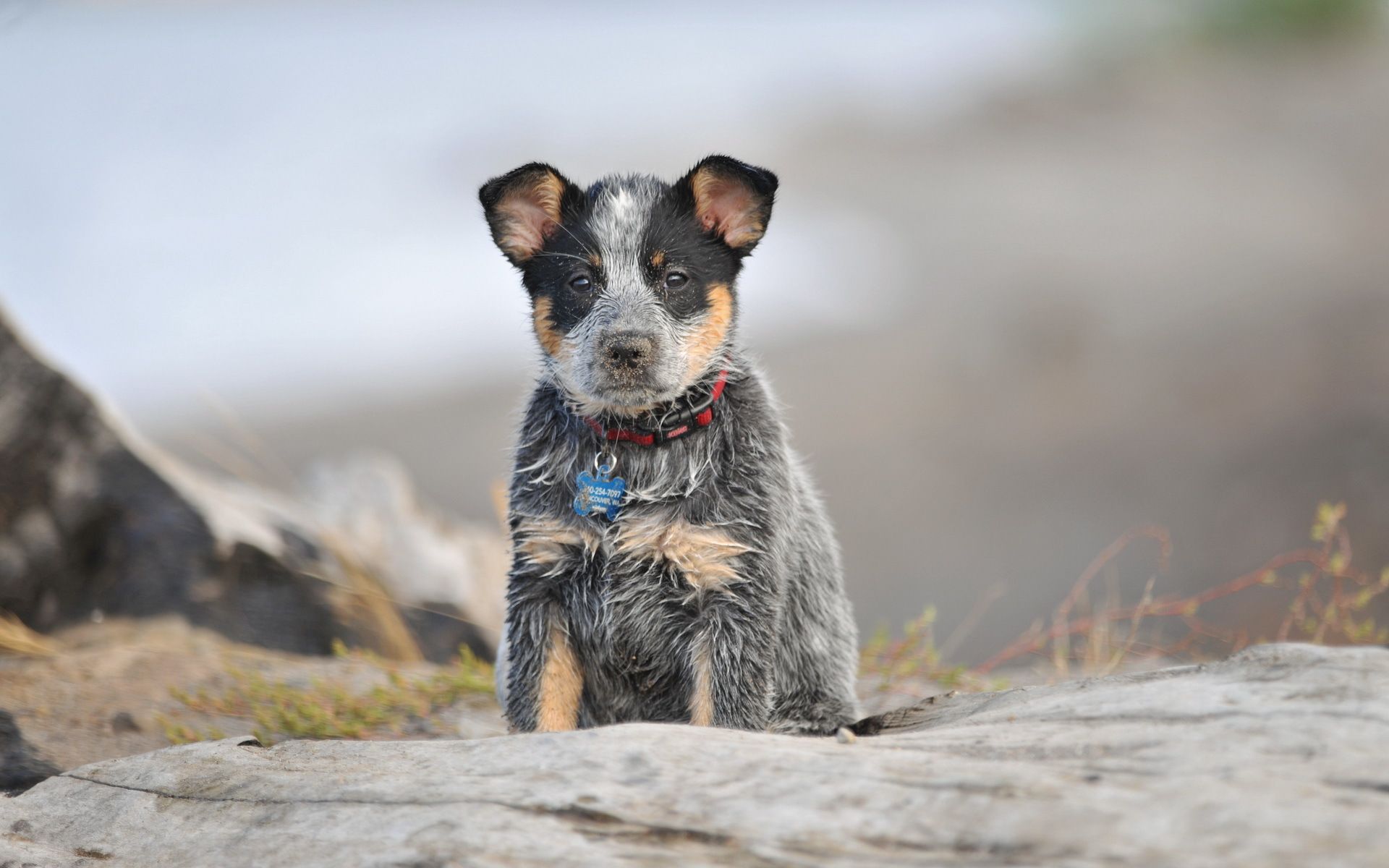 1920x1200 Animal Australian Cattle Dog HD Wallpaper