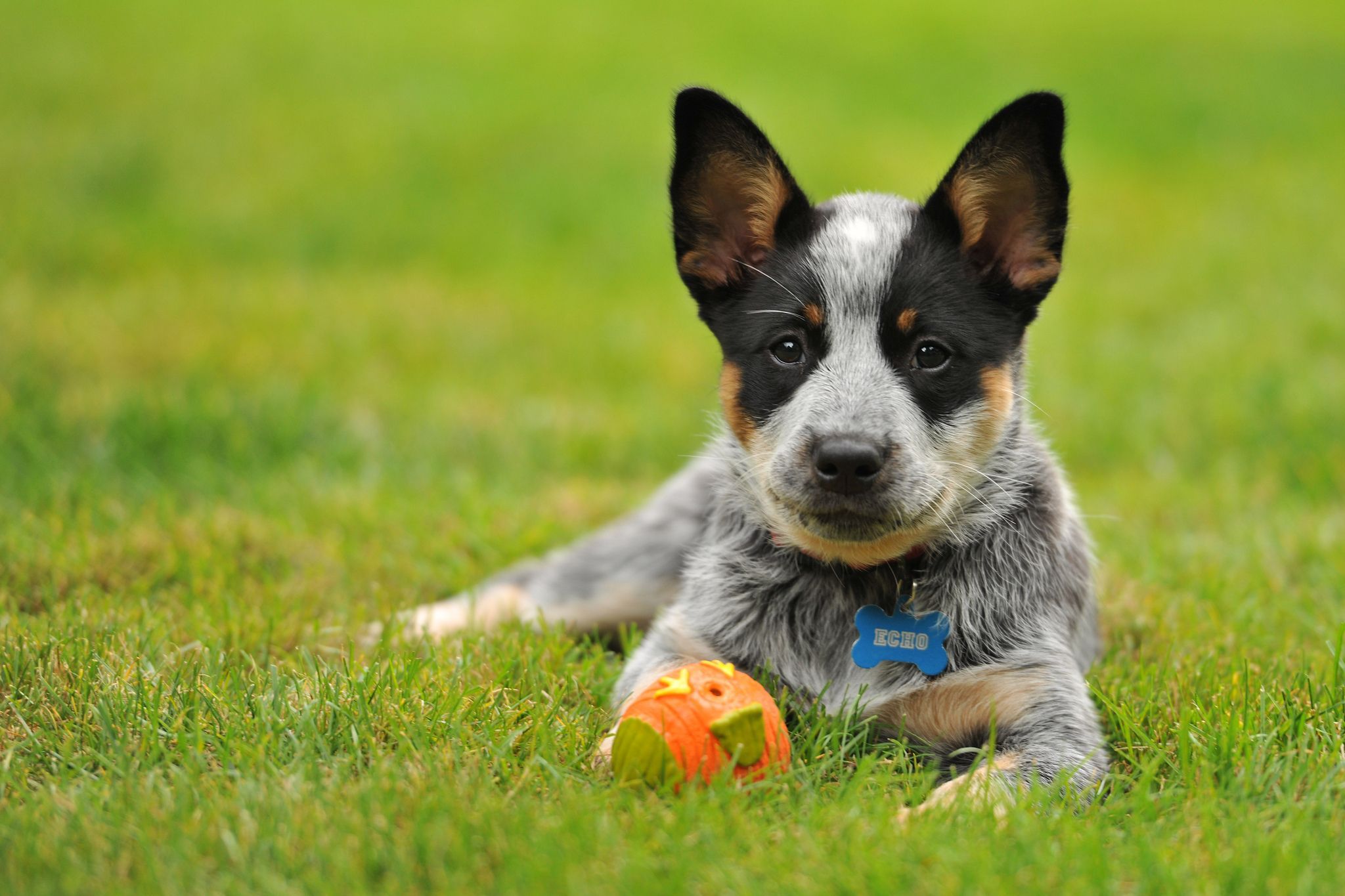 2048x1365 image puppies Australian Cattle dog