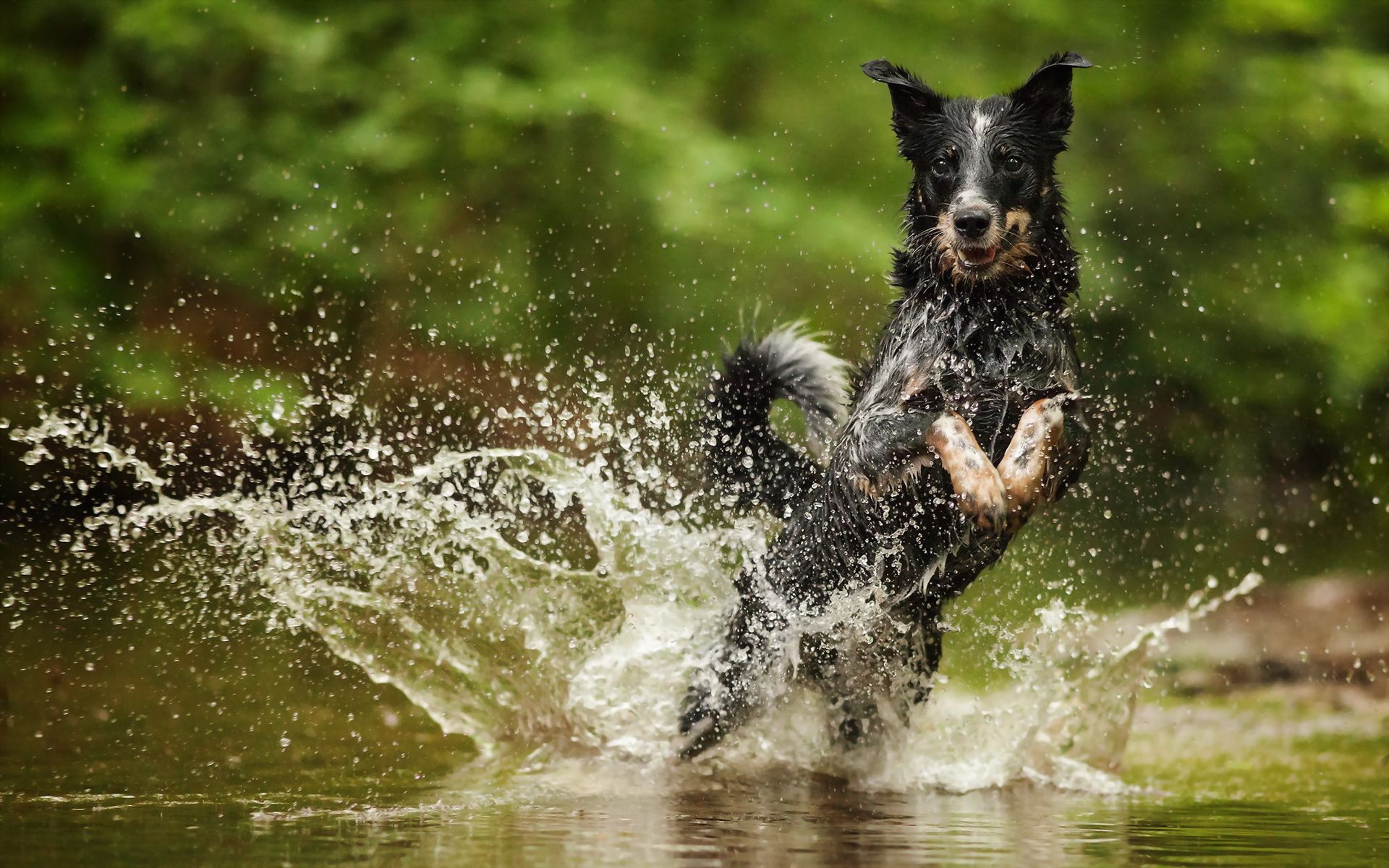 1920x1200 Wallpaper water, squirt, Australian