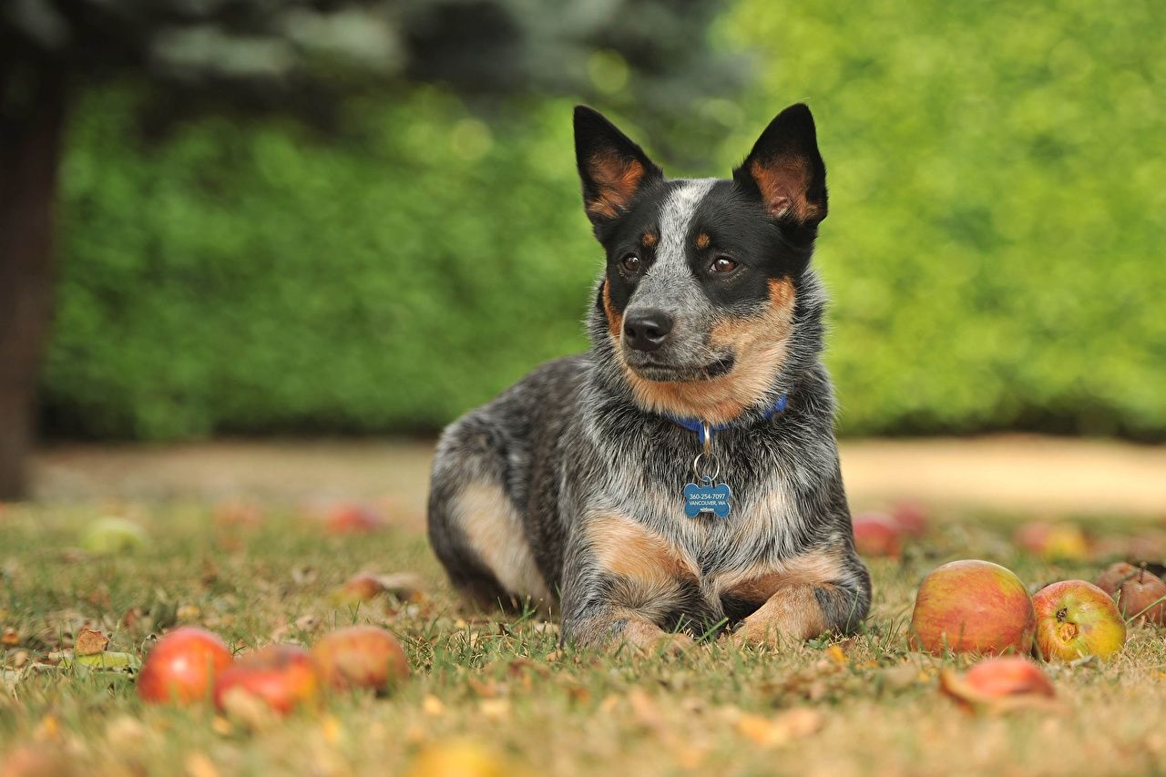 1280x853 Blue heeler, Australian cattle dogs