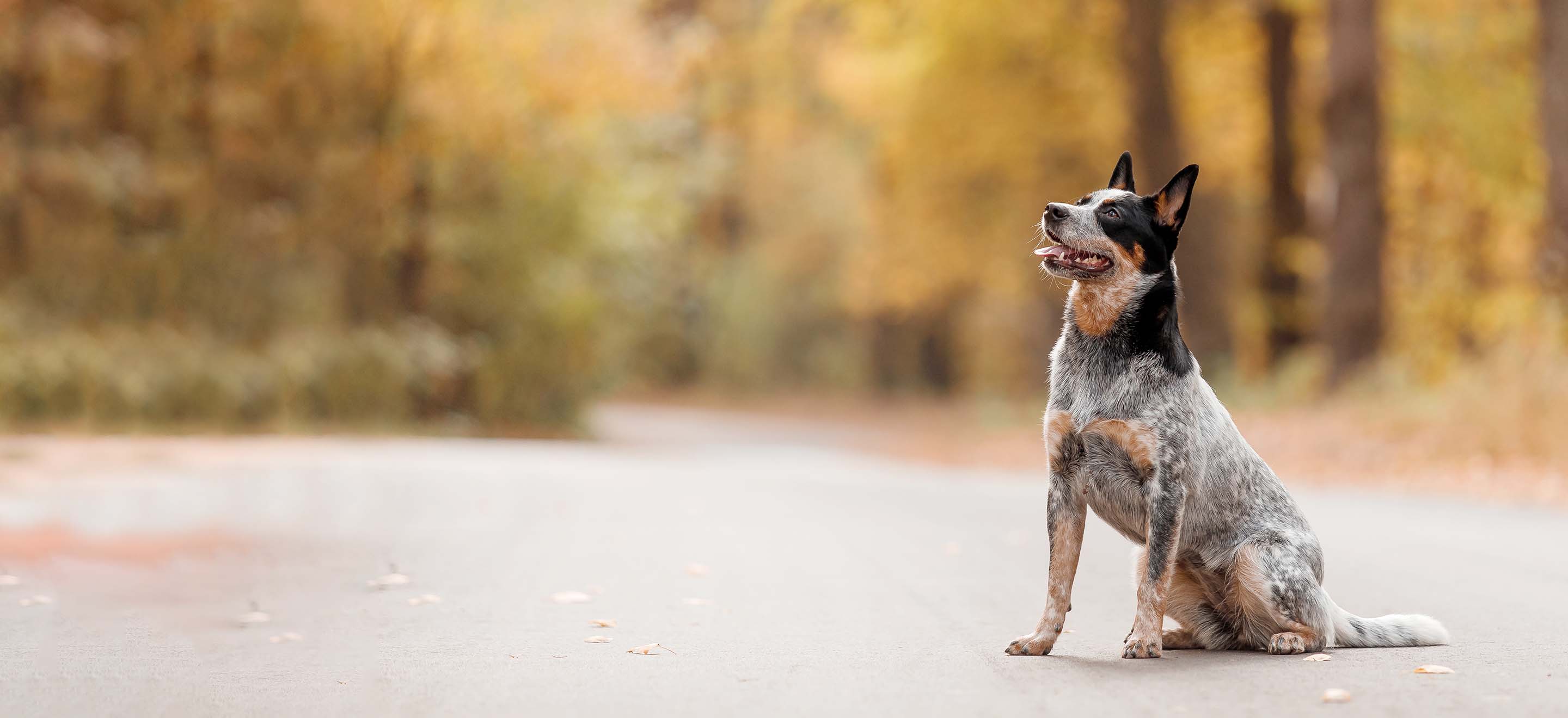 australian-cattle-dog-wallpapers-top-free-australian-cattle-dog