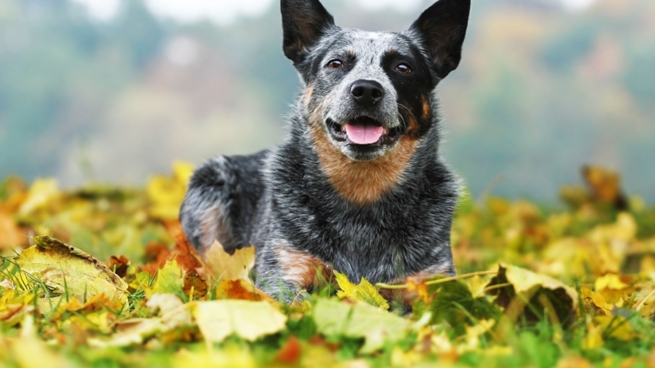 2220x1248 Blue Heeler Facts 2024