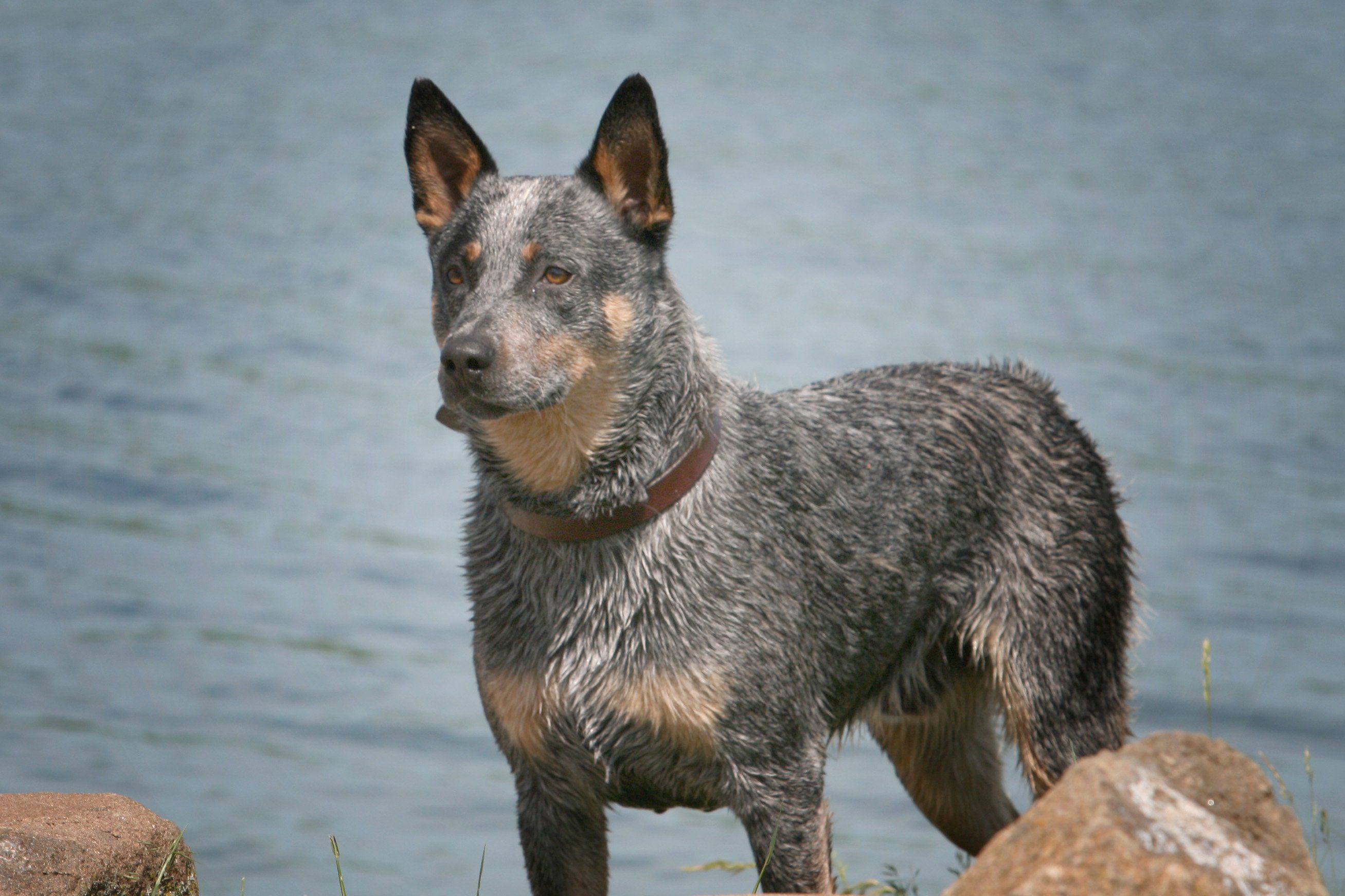 2615x1743 Australian Cattle Dog High Definition