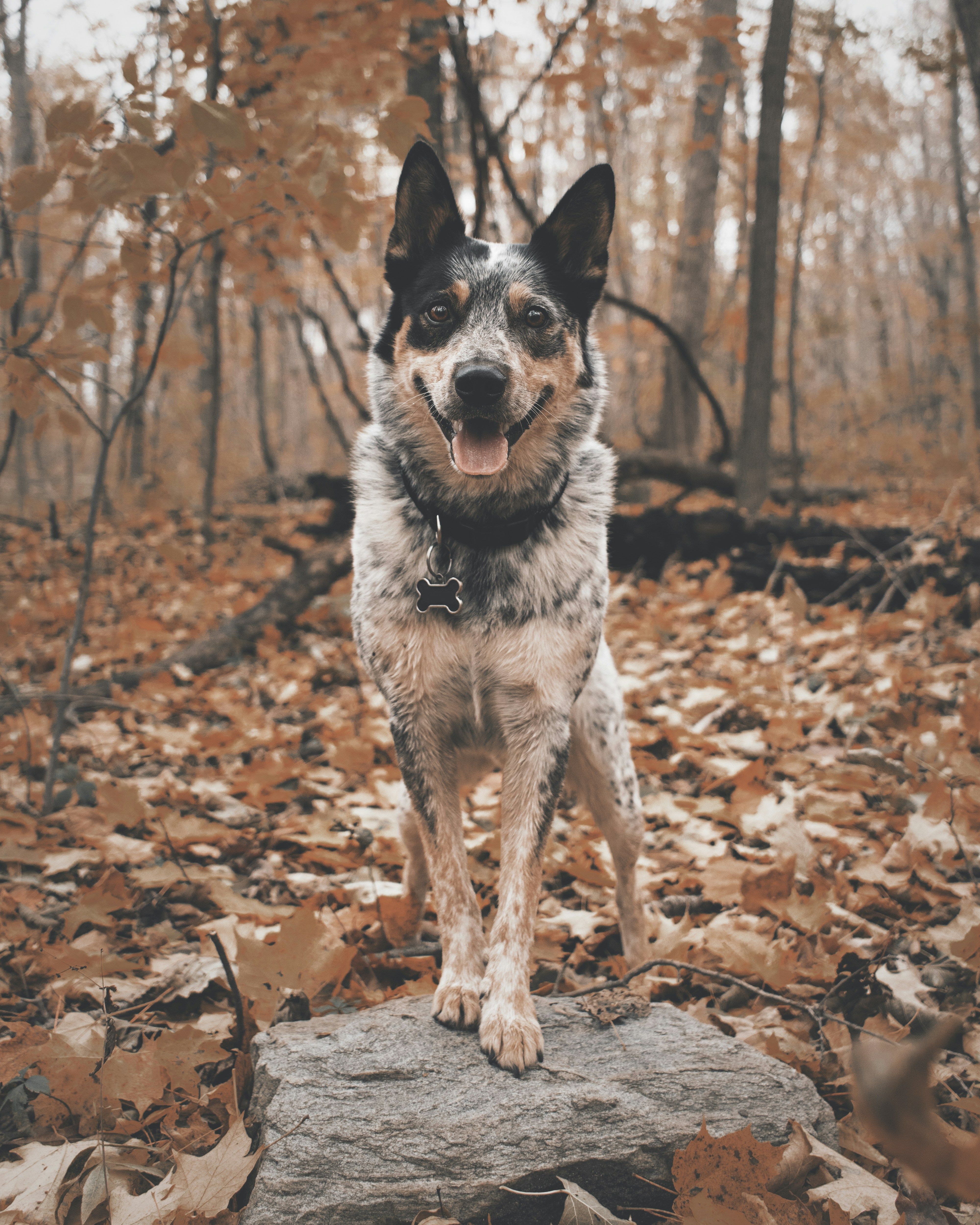 4000x5000 Australian Cattle Dog Breeds