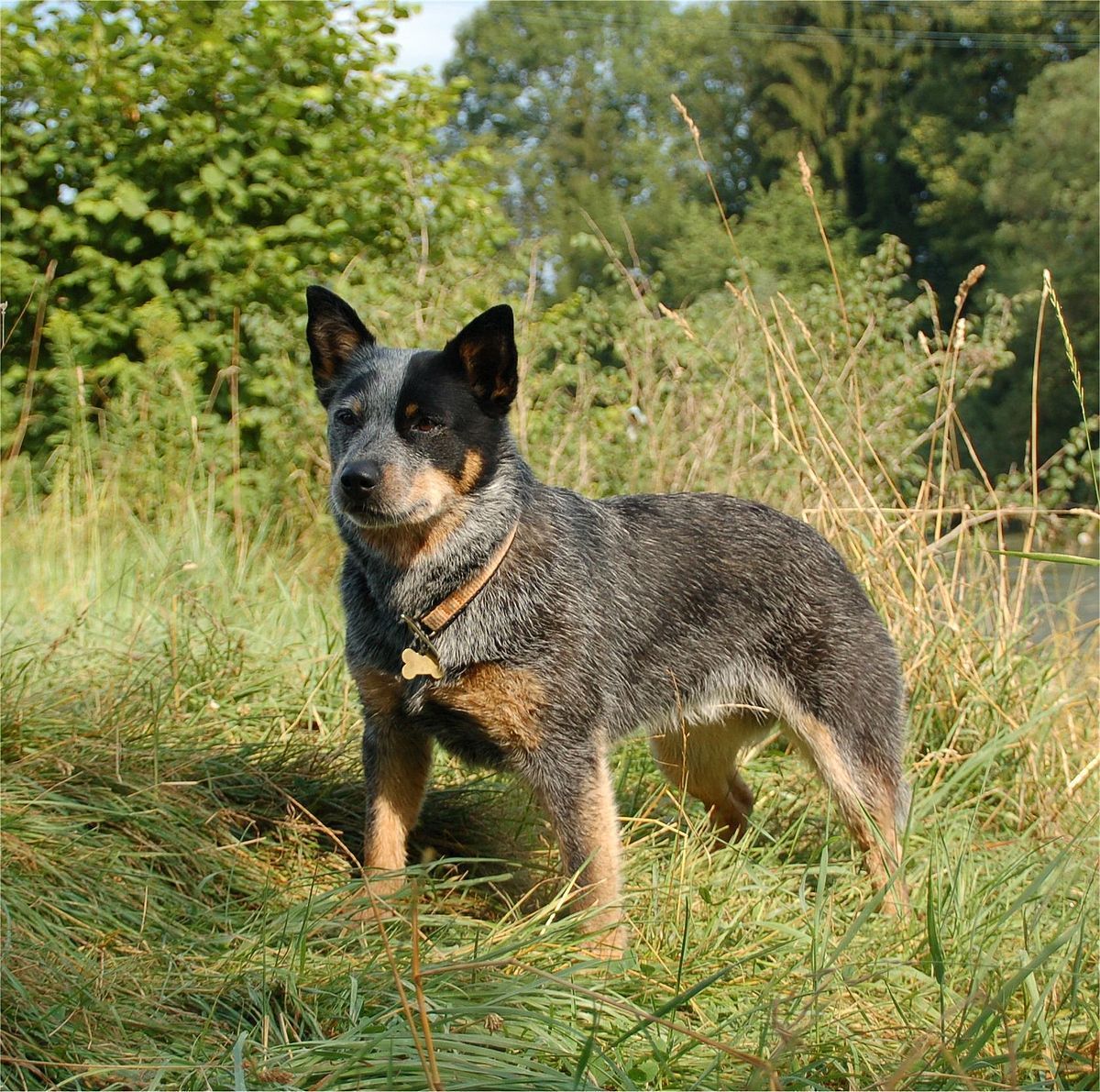 1200x1191 Australian Cattle Dog