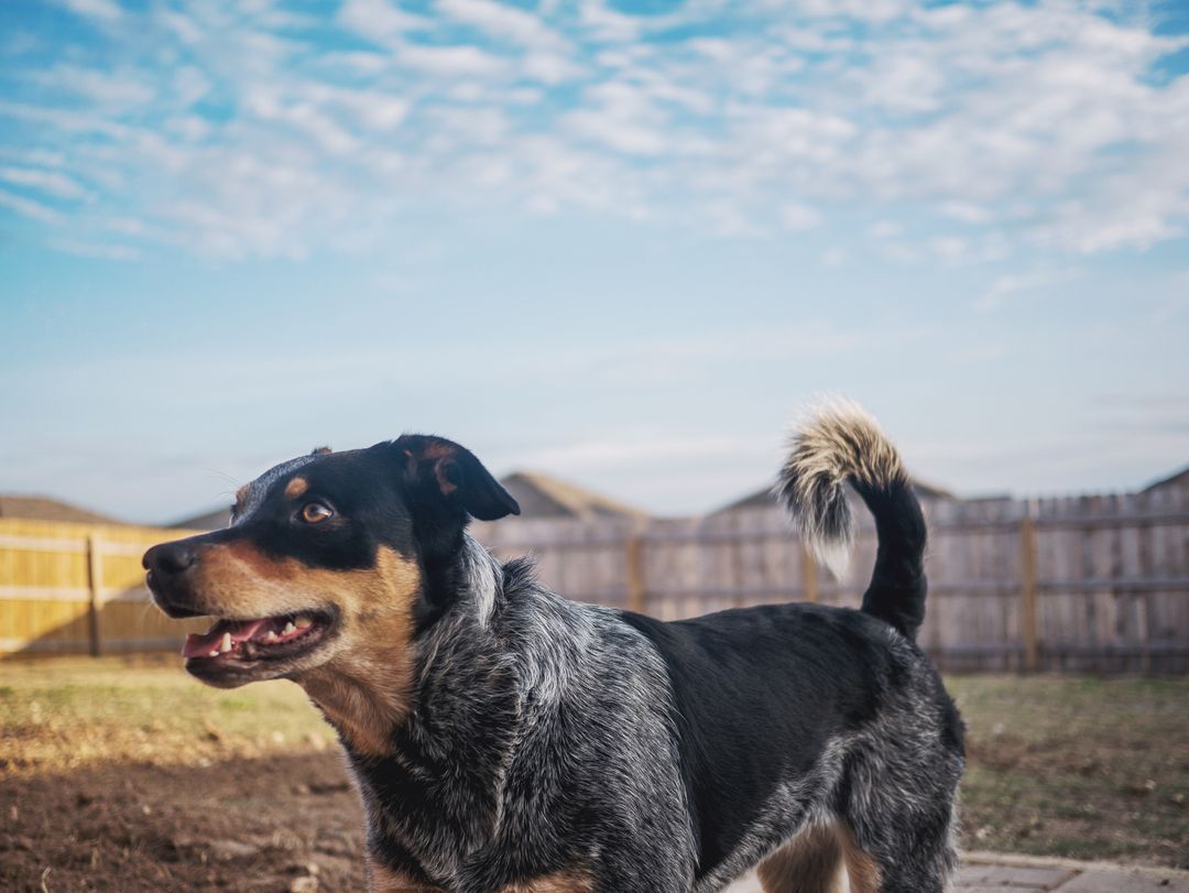 1080x811 Dog puppy blue heeler from Pikwizard