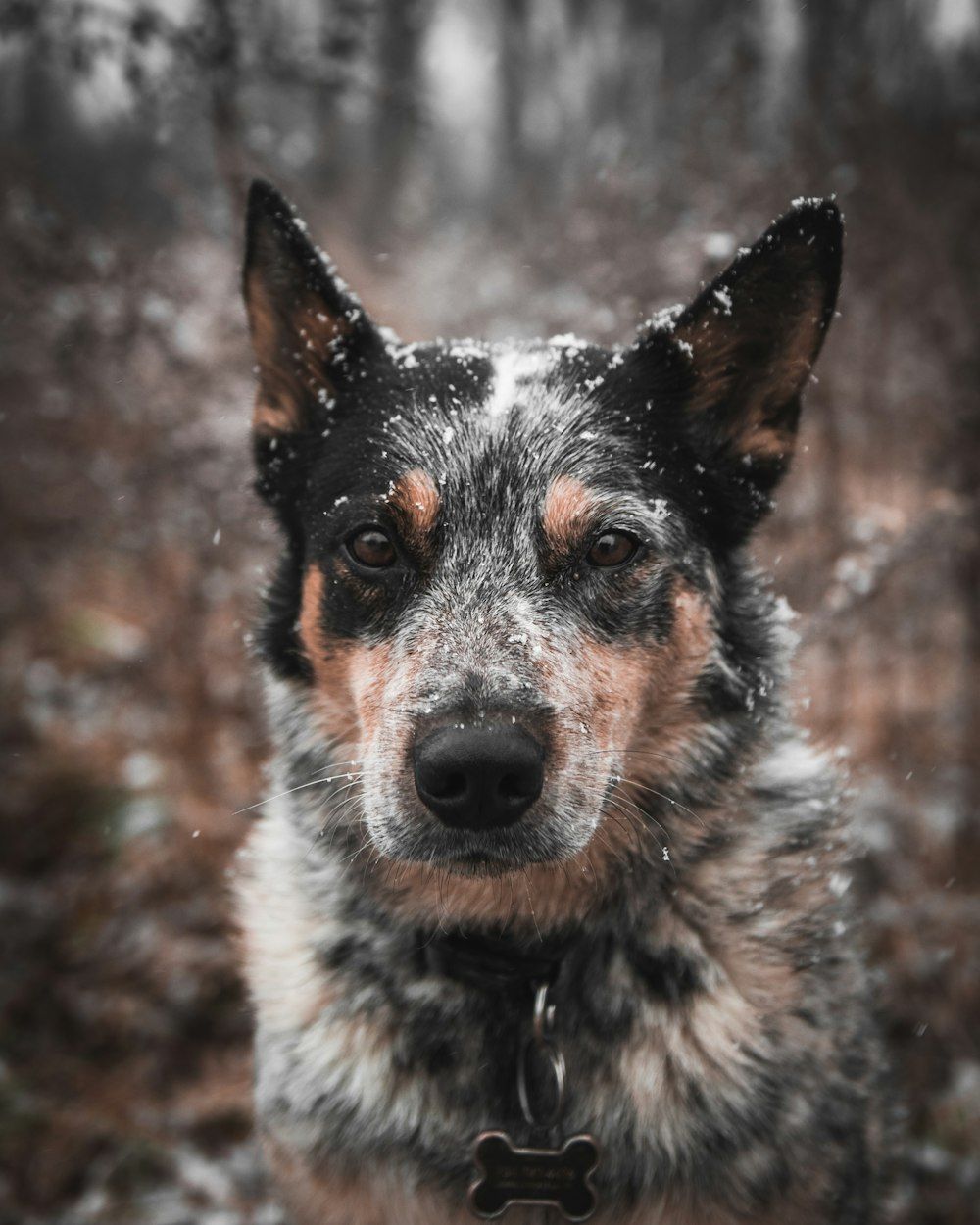 1000x1250 Blue Heeler Picture. Download Free