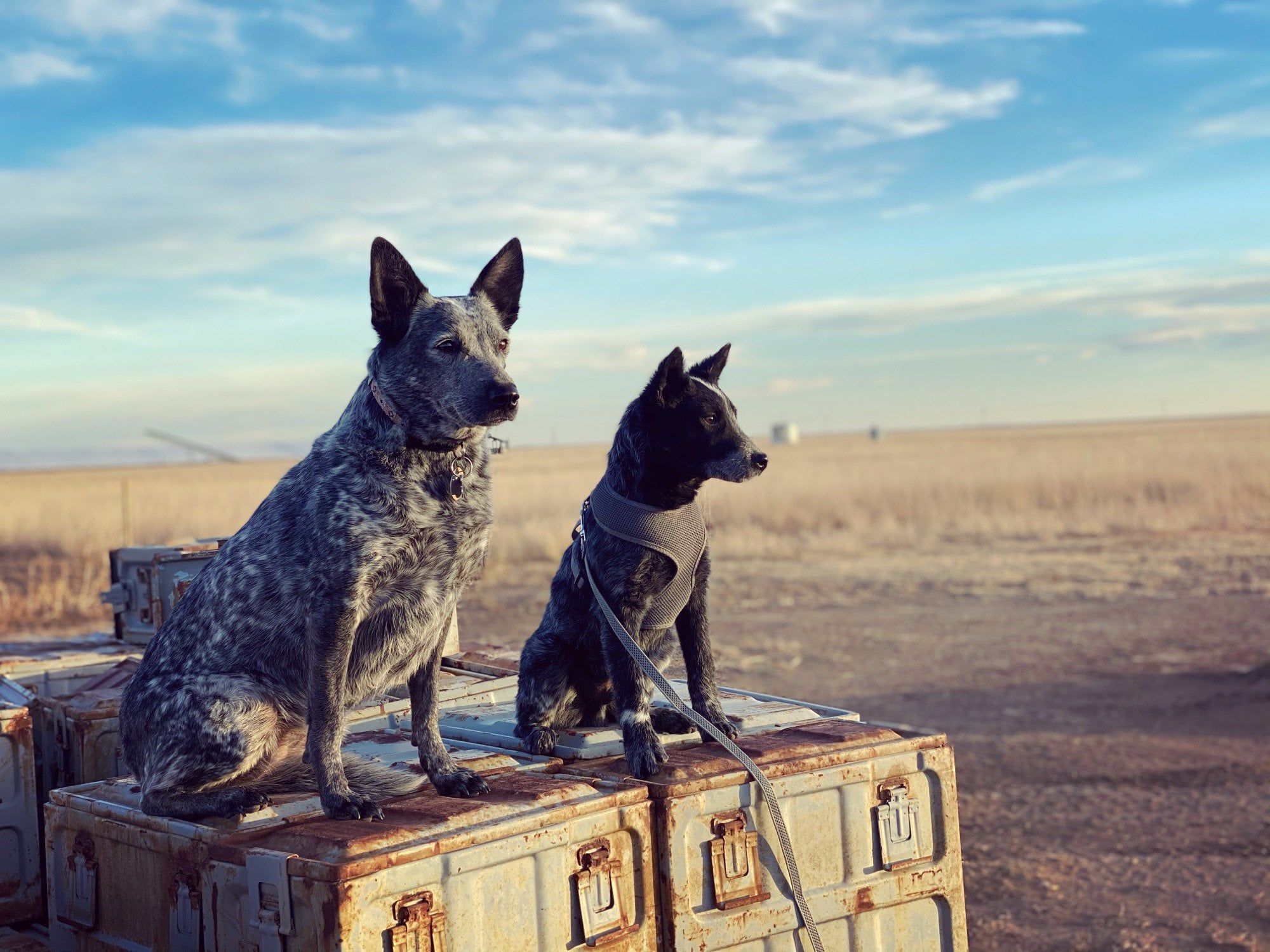2000x1500 stray heeler puppy driving